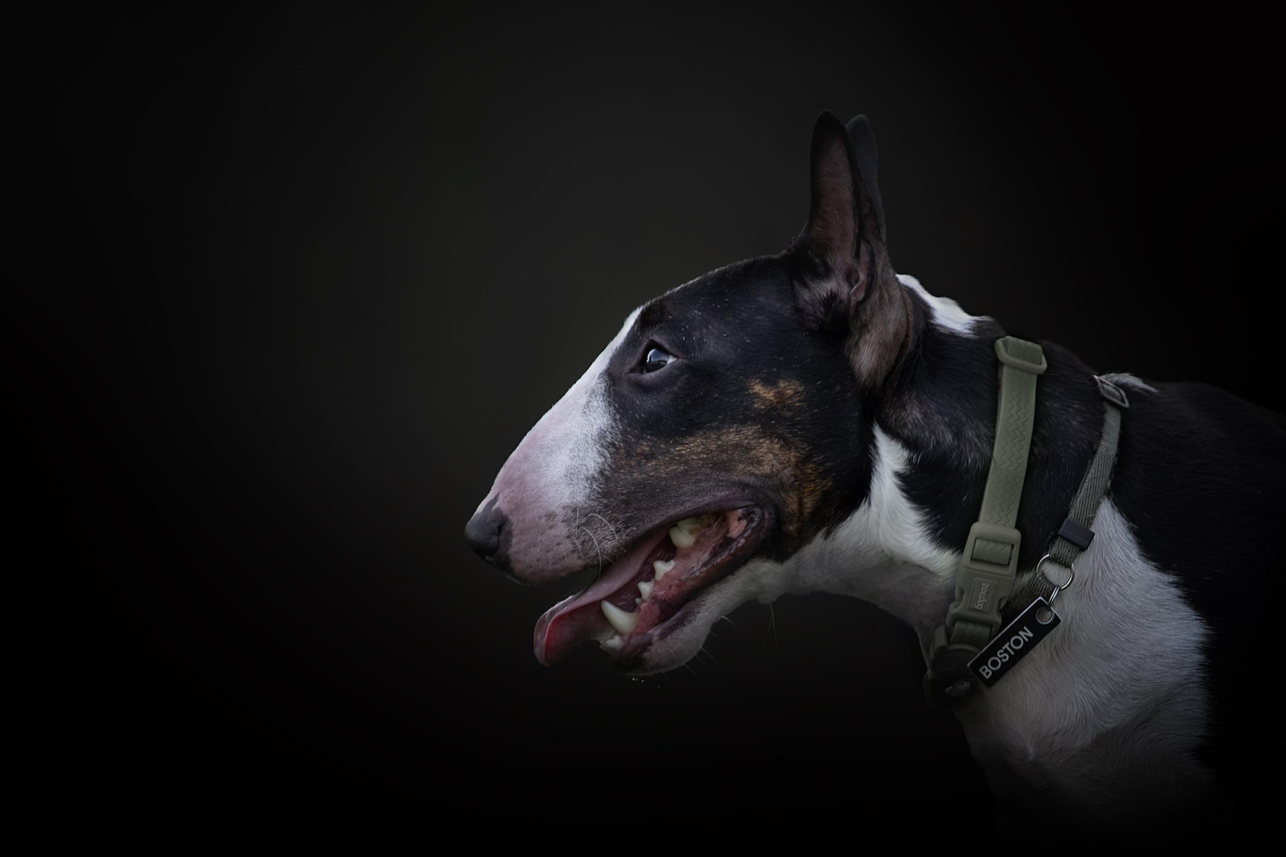 Фотосъёмка собак. Семейный и анималист фотограф в Переславле Анастасия Гусева