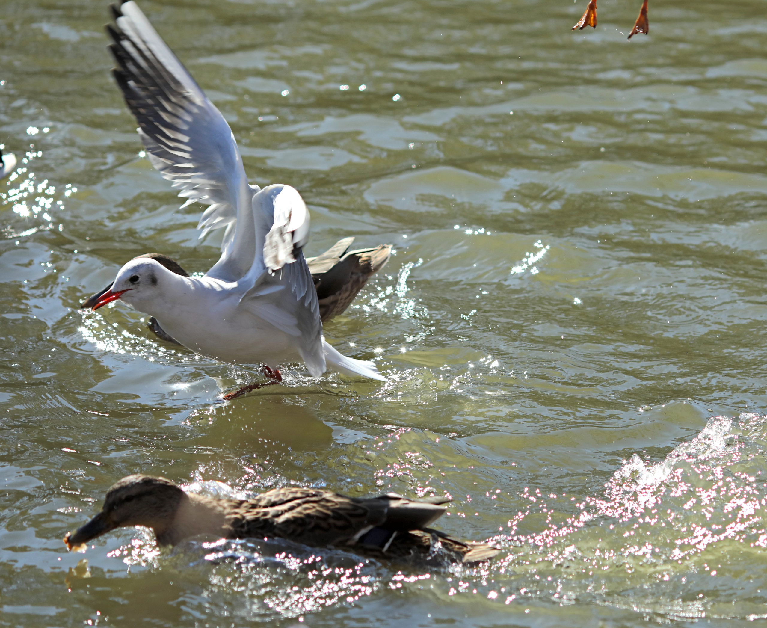 Птицы и животные южного региона. Фото-художник и Репортажный фотограф Николаев Александр Алексеевич