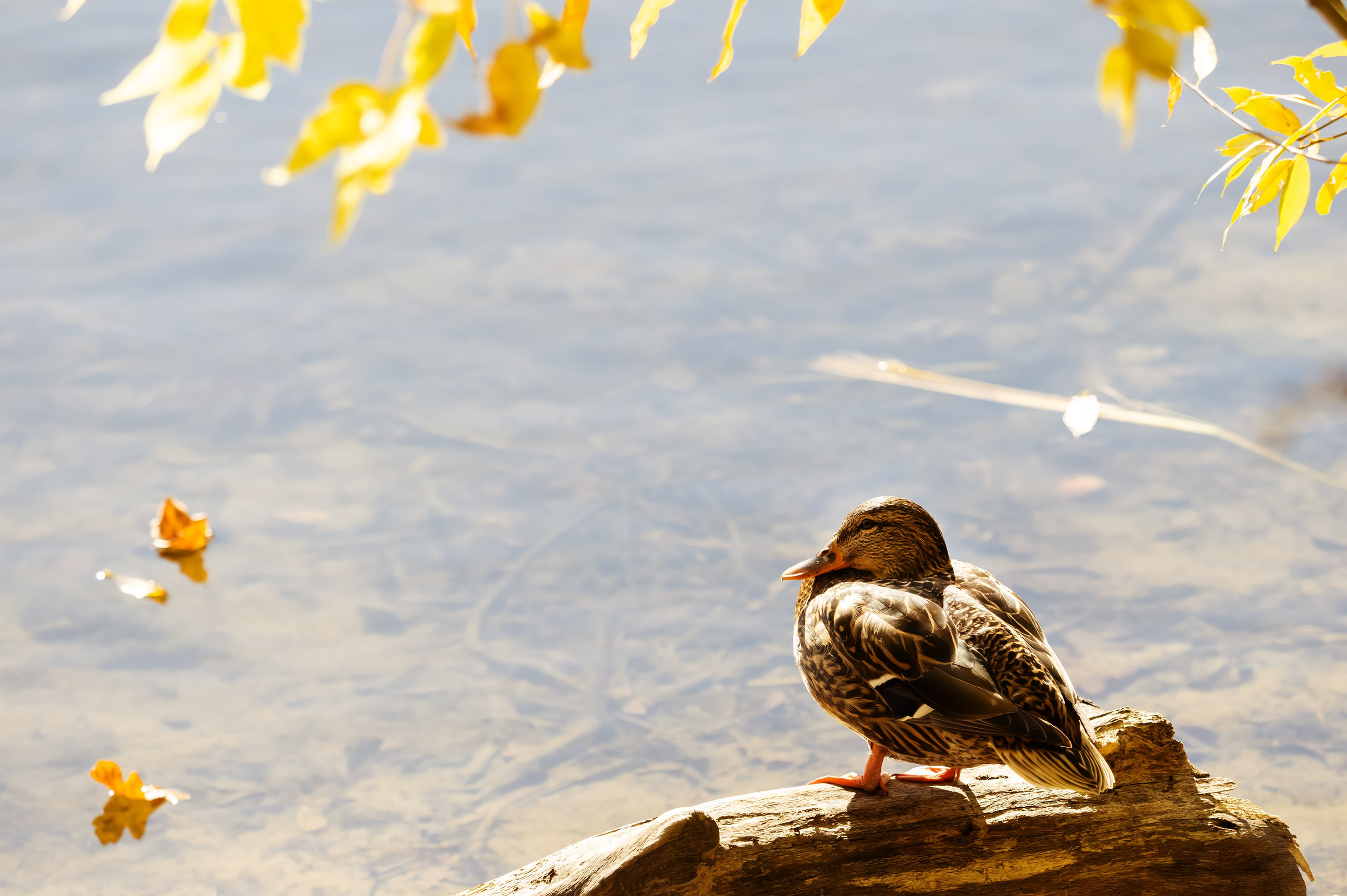 Красота Заречного. Репортажный, семейный и детский фотограф в Пензе и Заречном Арина Ермилова. Картины барельеф на заказ