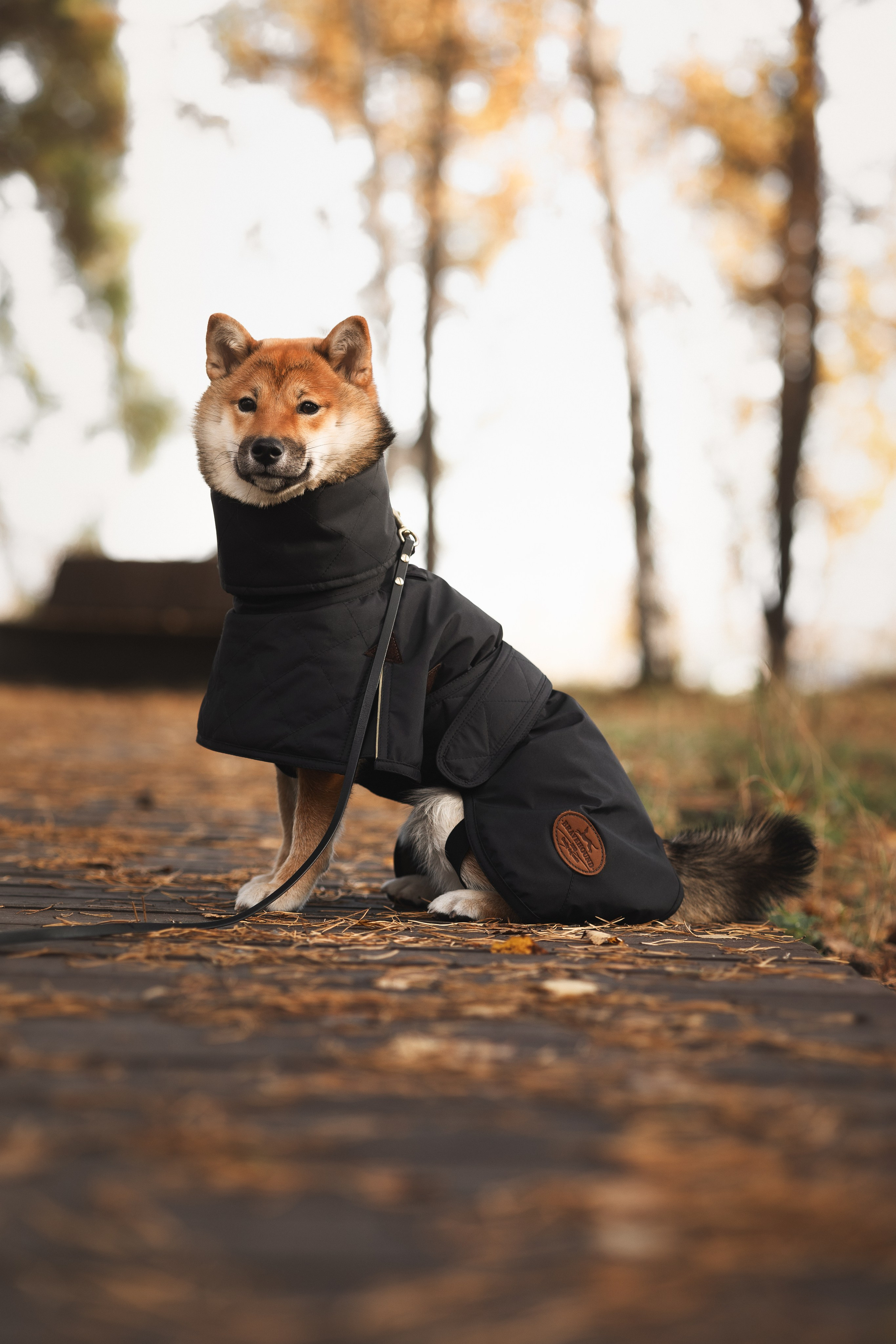 Оши | Сиба-Ину |. Фотограф