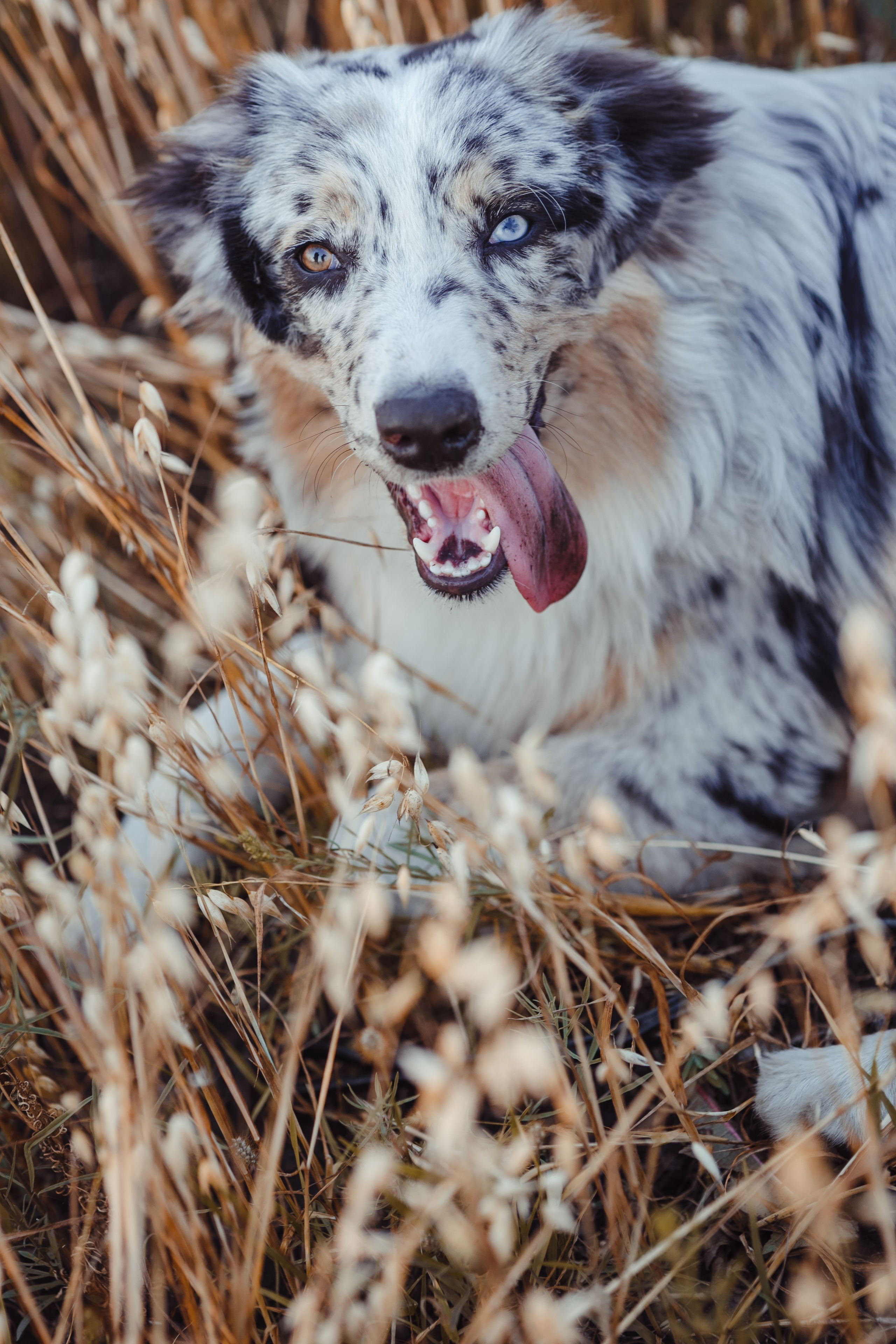 Mike. PHOTOGRAPHER romanoff-egor