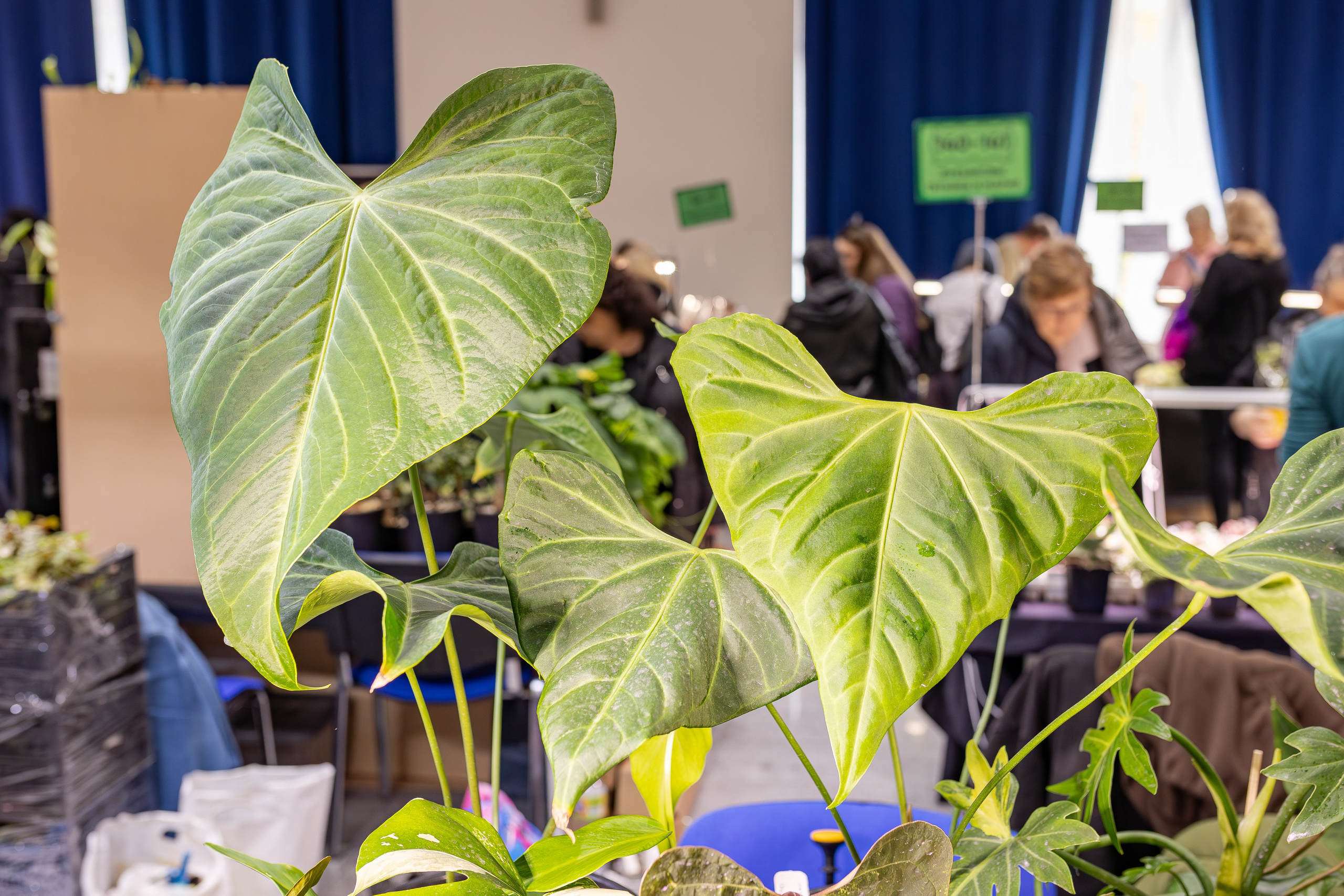 Монстериум апрель 2026. Александра Куликова фотограф, Москва