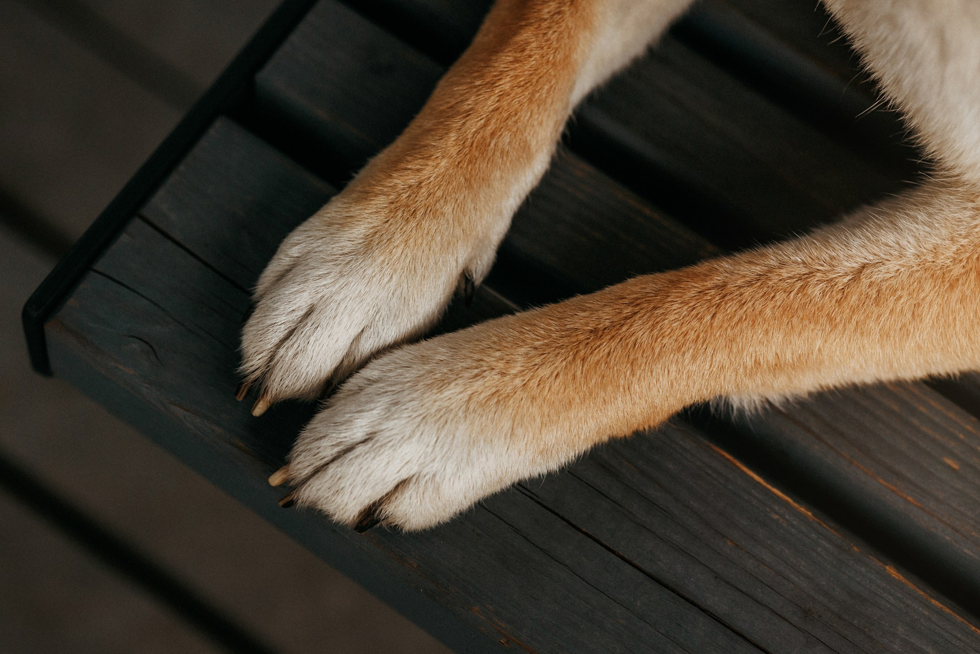 Аня, Влад и Ики. Фотограф-анималист Елена Радченко, Москва