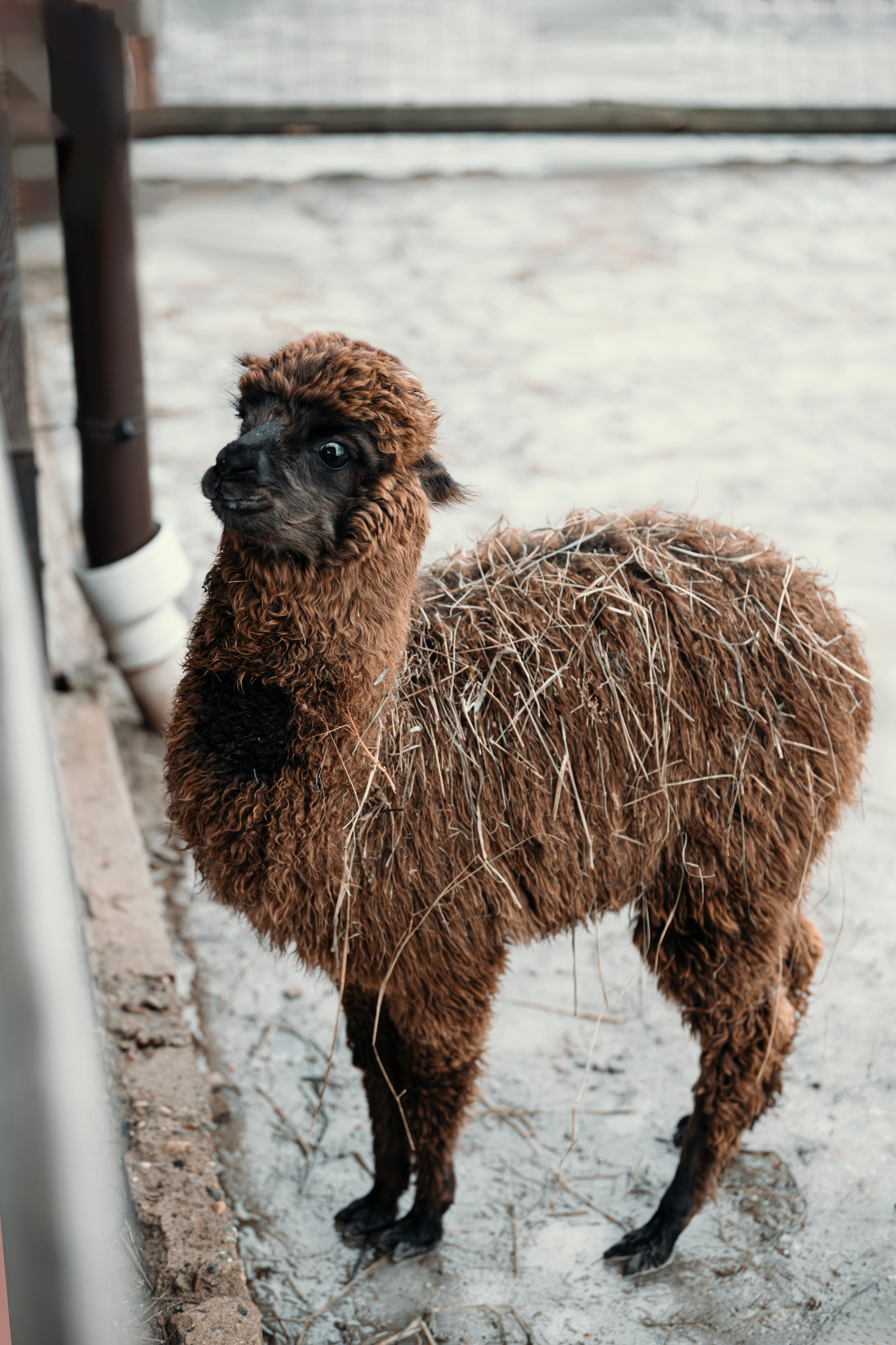 Альпаки. Свадебный и семейный фотограф в Москве Елена Новикова