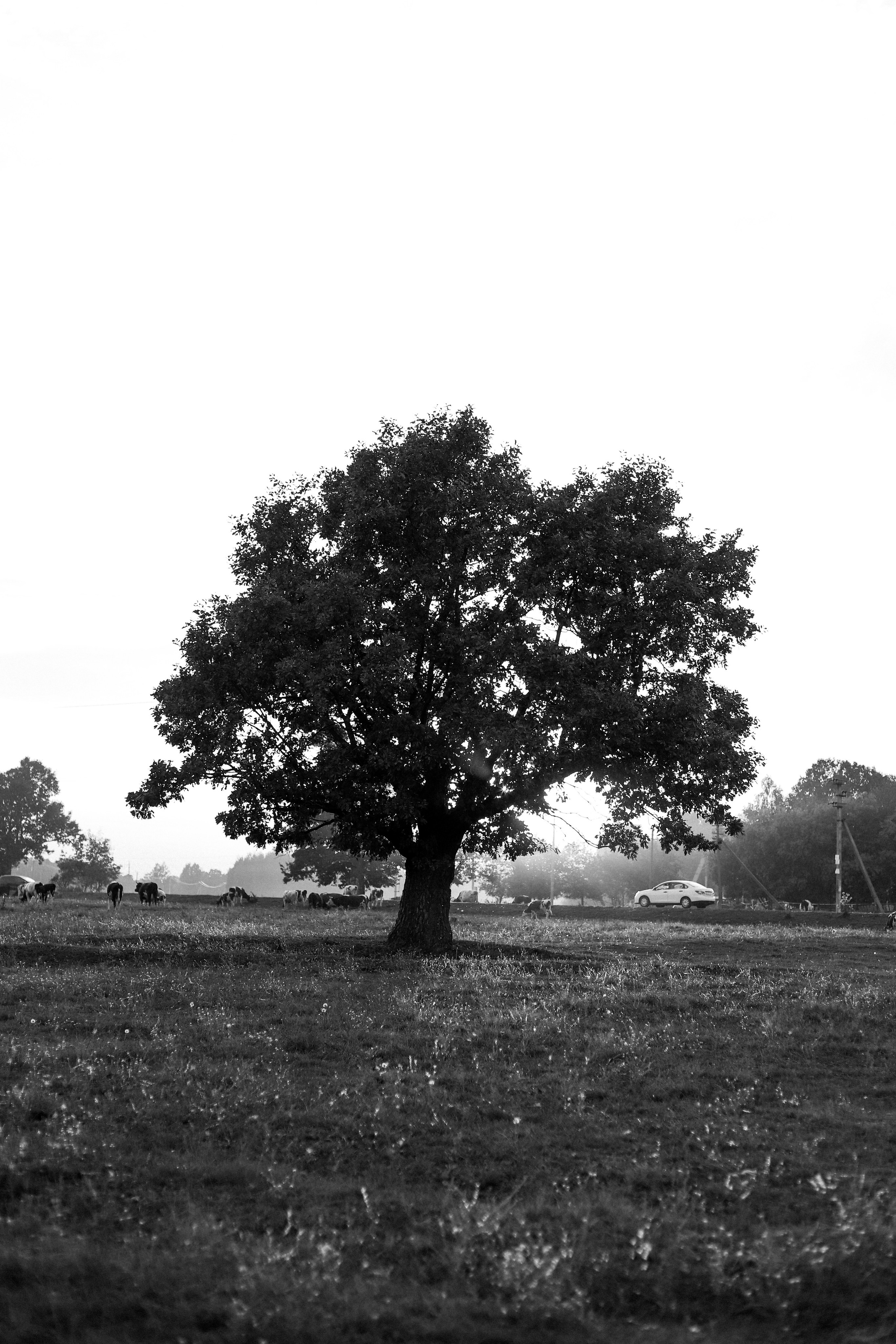 Прогулочные истории. Главная