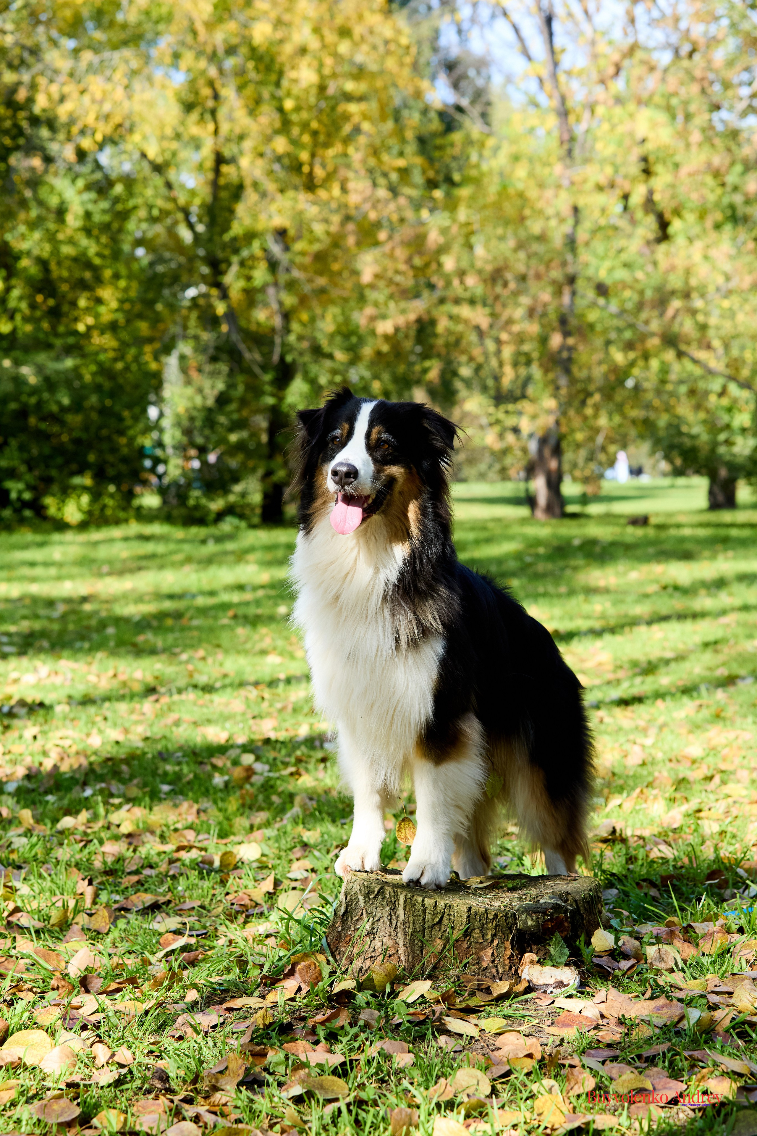 Басенджи и Аусси 21.09.2025. Buyvolenko Andrey