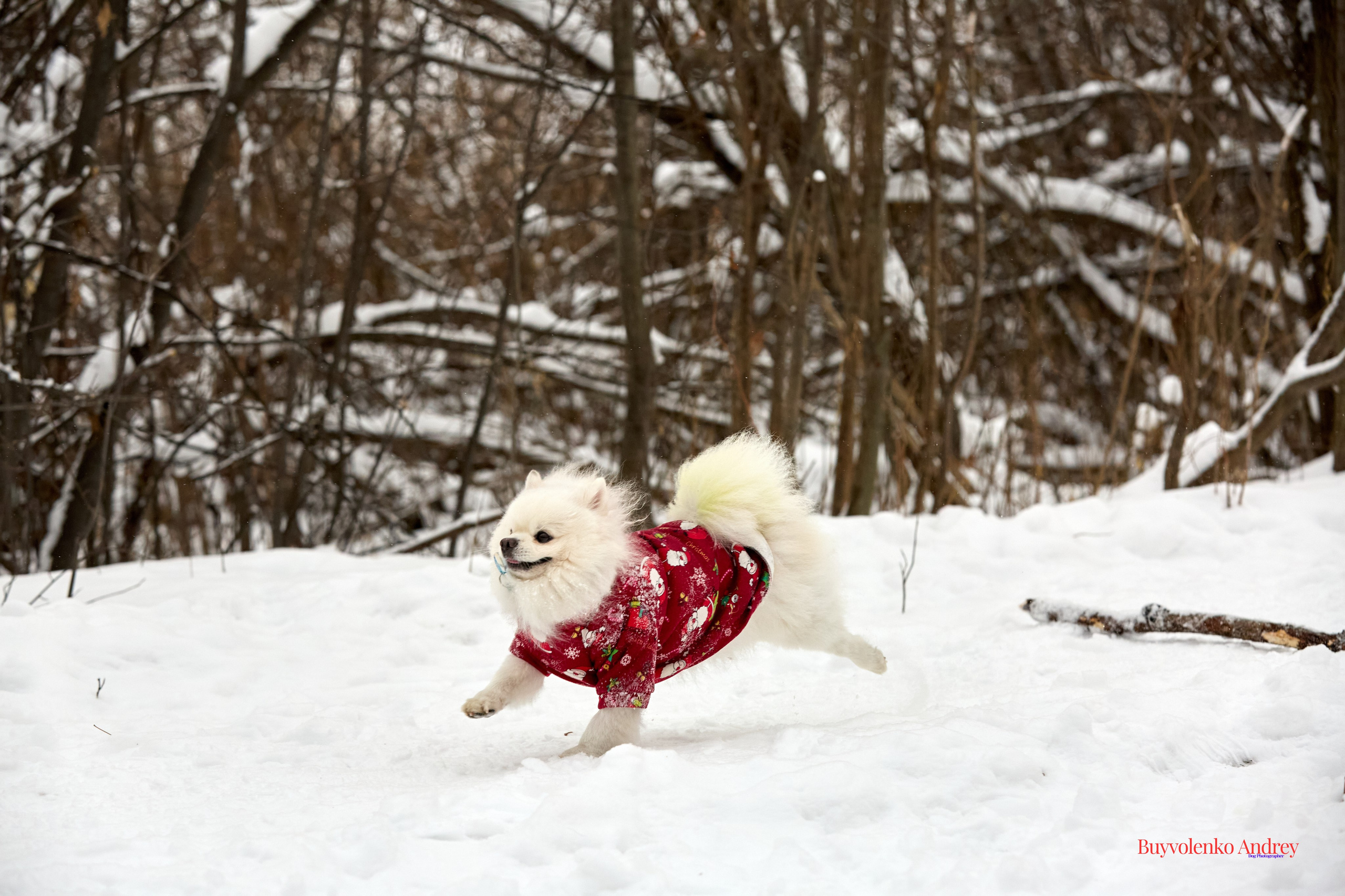 Фотосессия с красками Molly. Buyvolenko Andrey