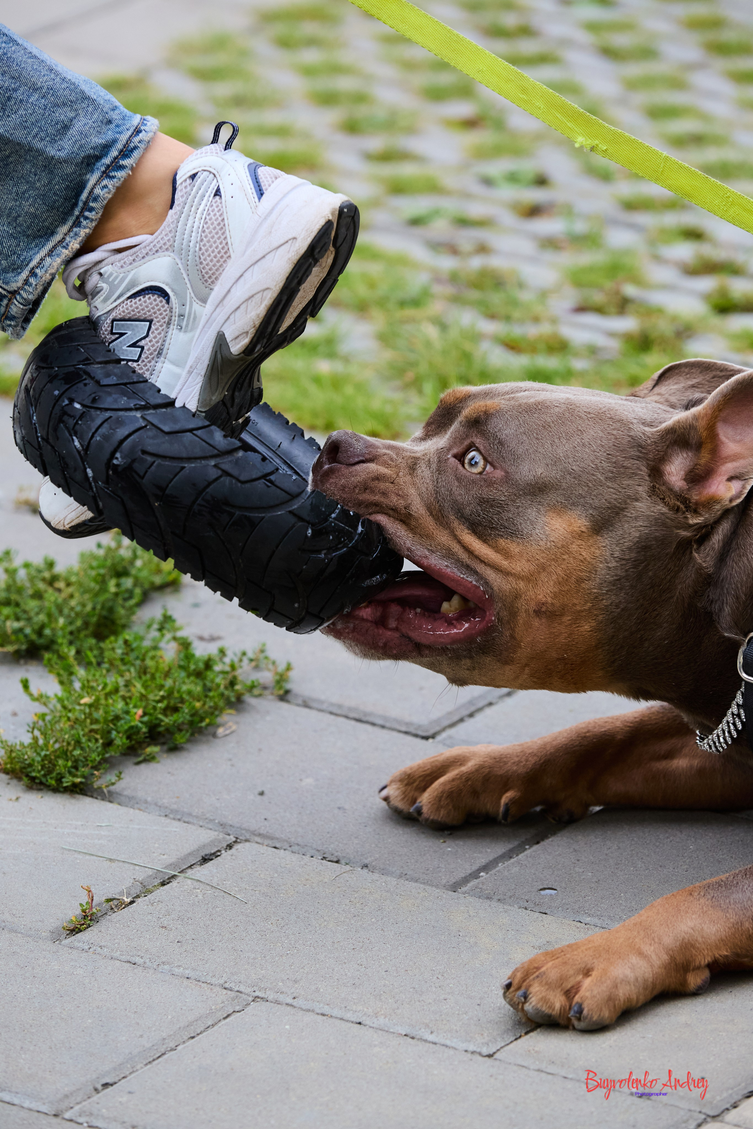 Проект фотопрогулка с хвостиком. Buyvolenko Andrey