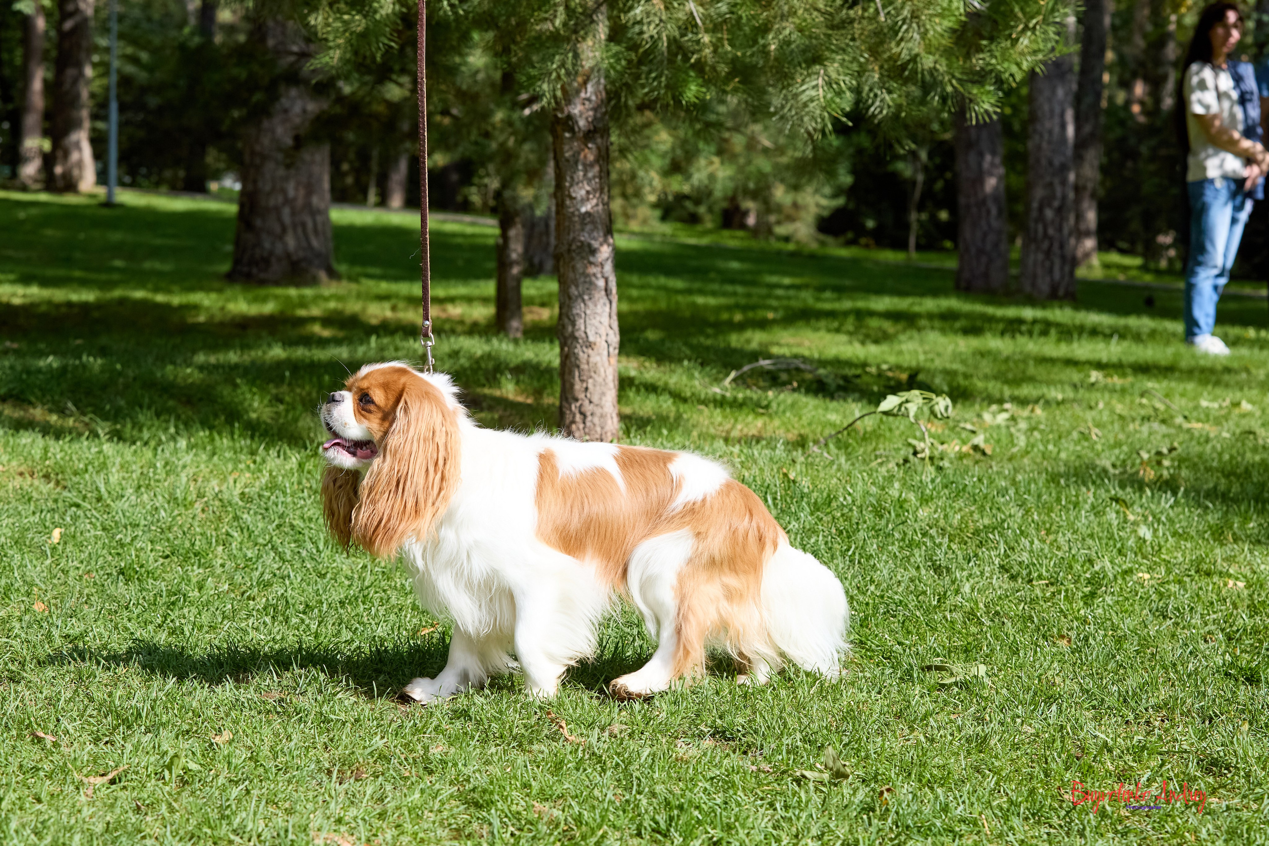 Фотопрогулка с кавалерами. Buyvolenko Andrey