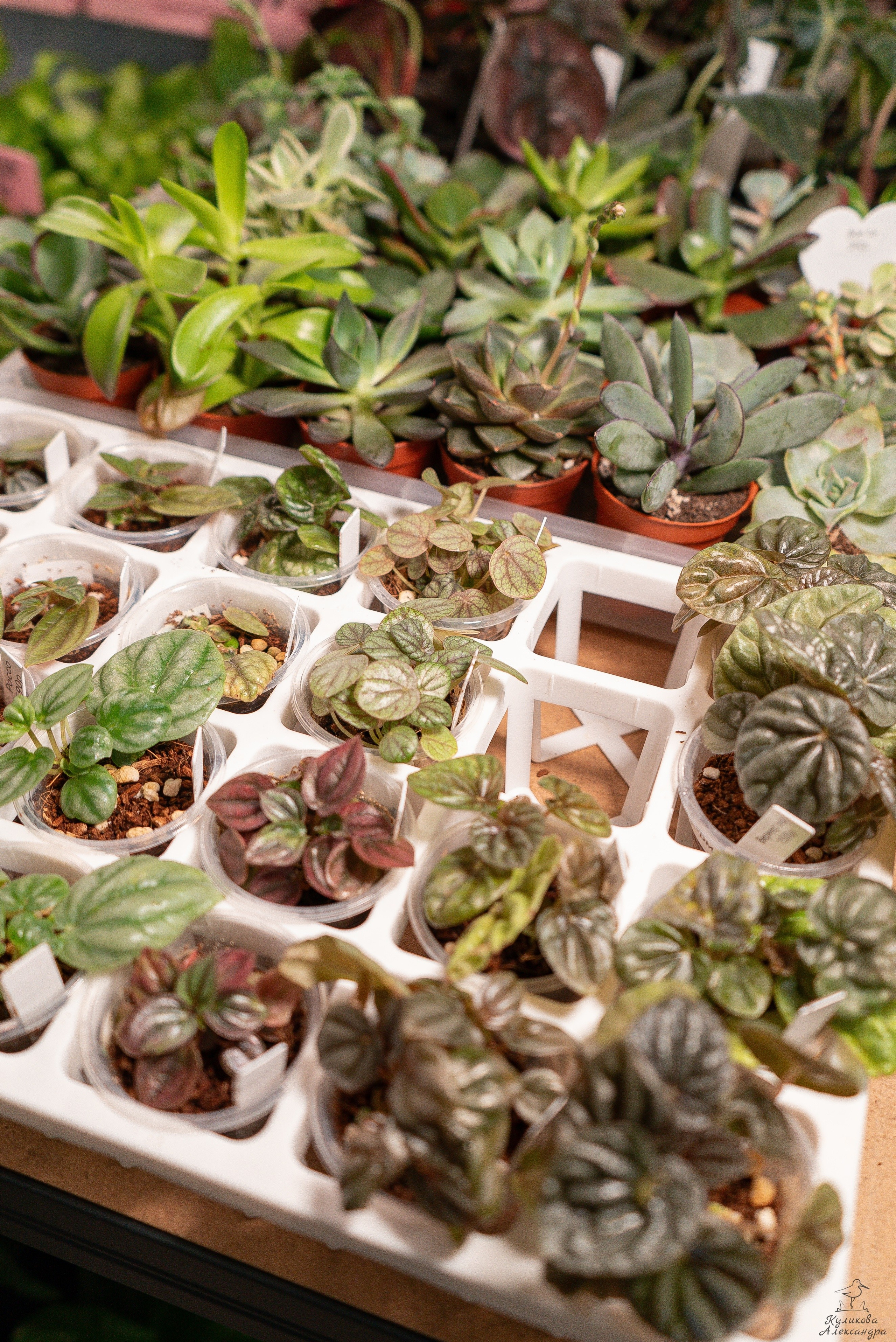 Гроубокс Артплей апрель. Александра Куликова фотограф, Москва