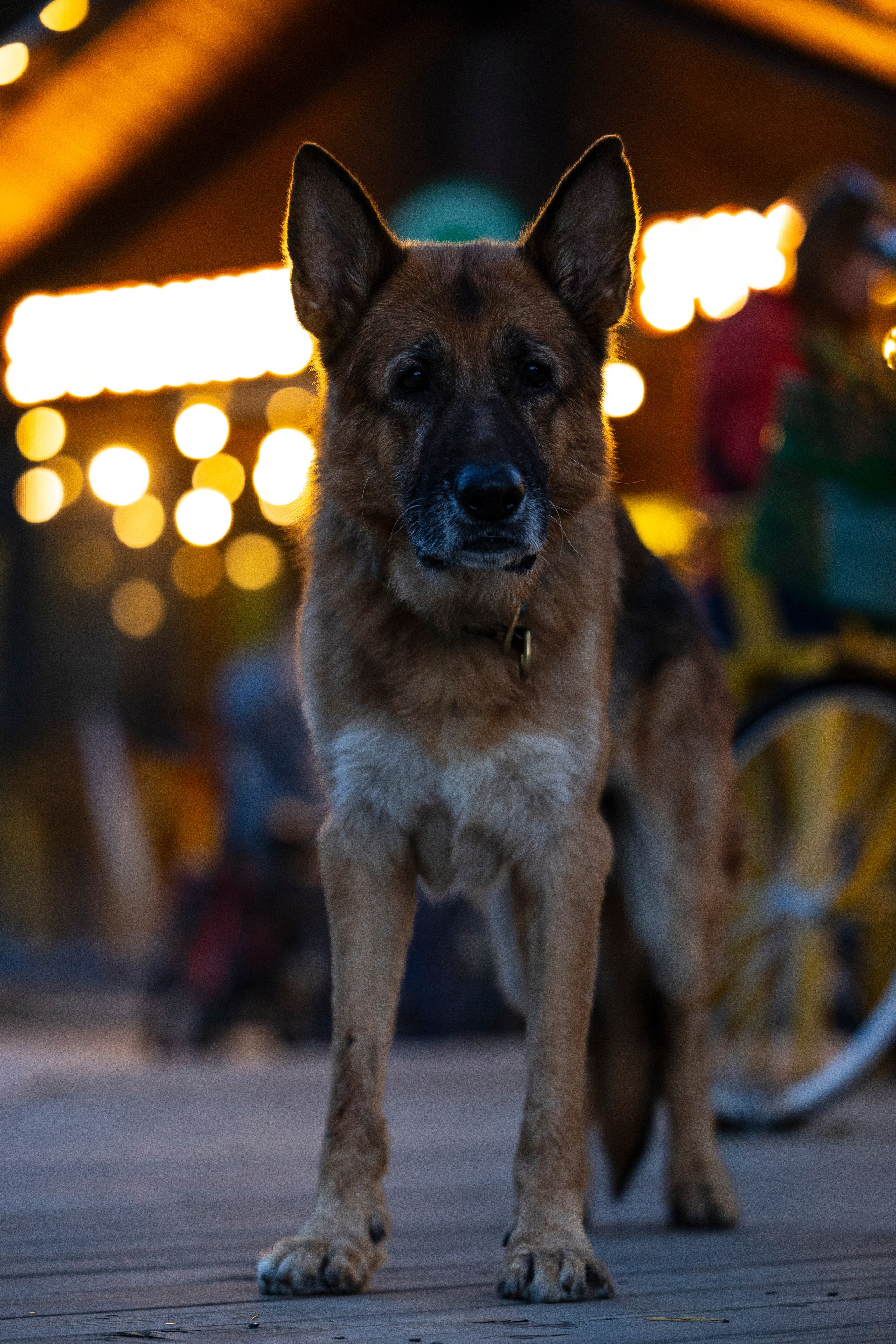 Гаруда и Рейн. Фотограф-анималист Анна Маринич