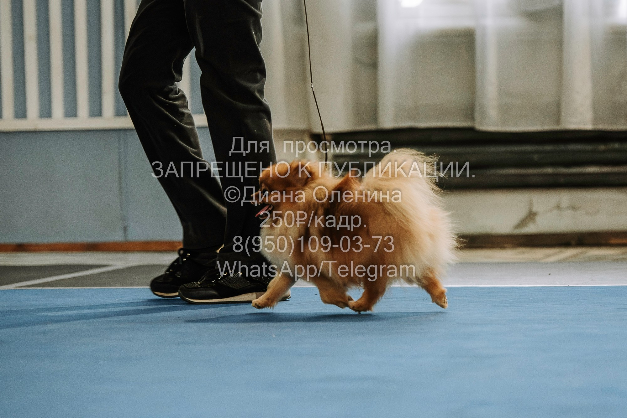 Выставка собак Красноярск 29.10.2023. Фотограф Диана Оленина Красноярск / Братск