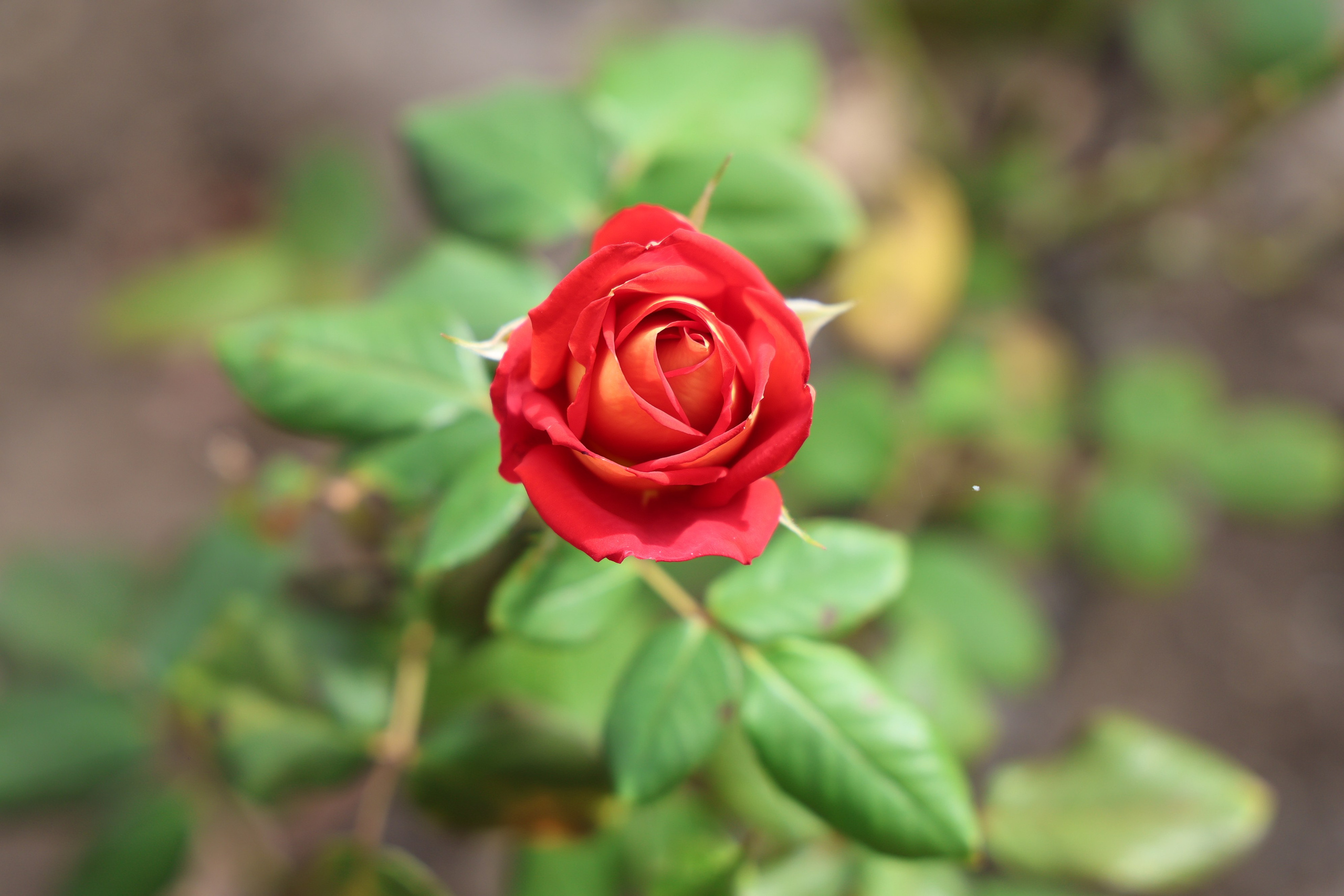 Ставрополец — Оздоровительный пансионат | с. Широкая Балка г. Новороссийск