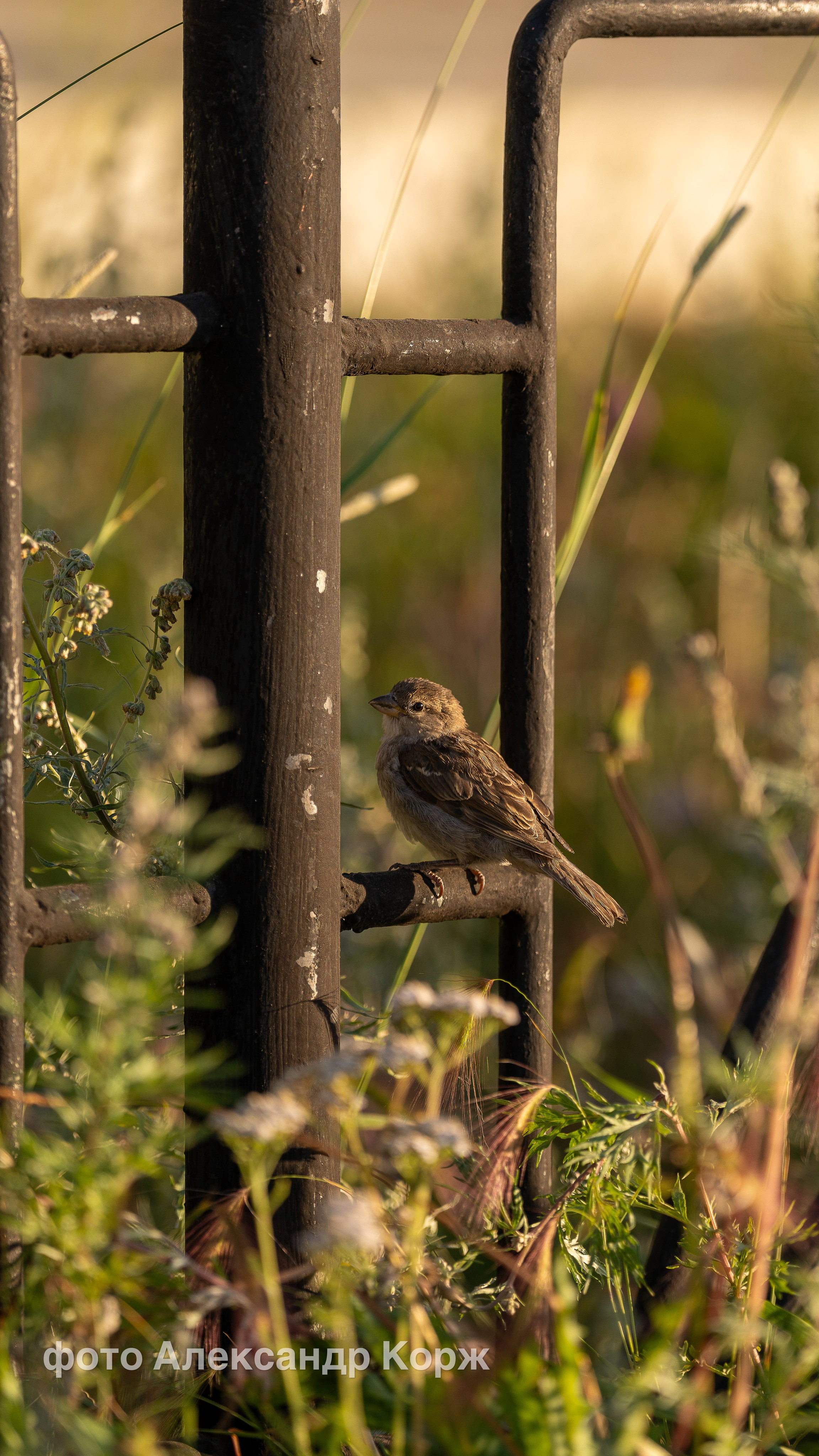 Животные. Фотографии и видеосъемка, Айхал, Удачный, Якутия. Фотографии Айхал