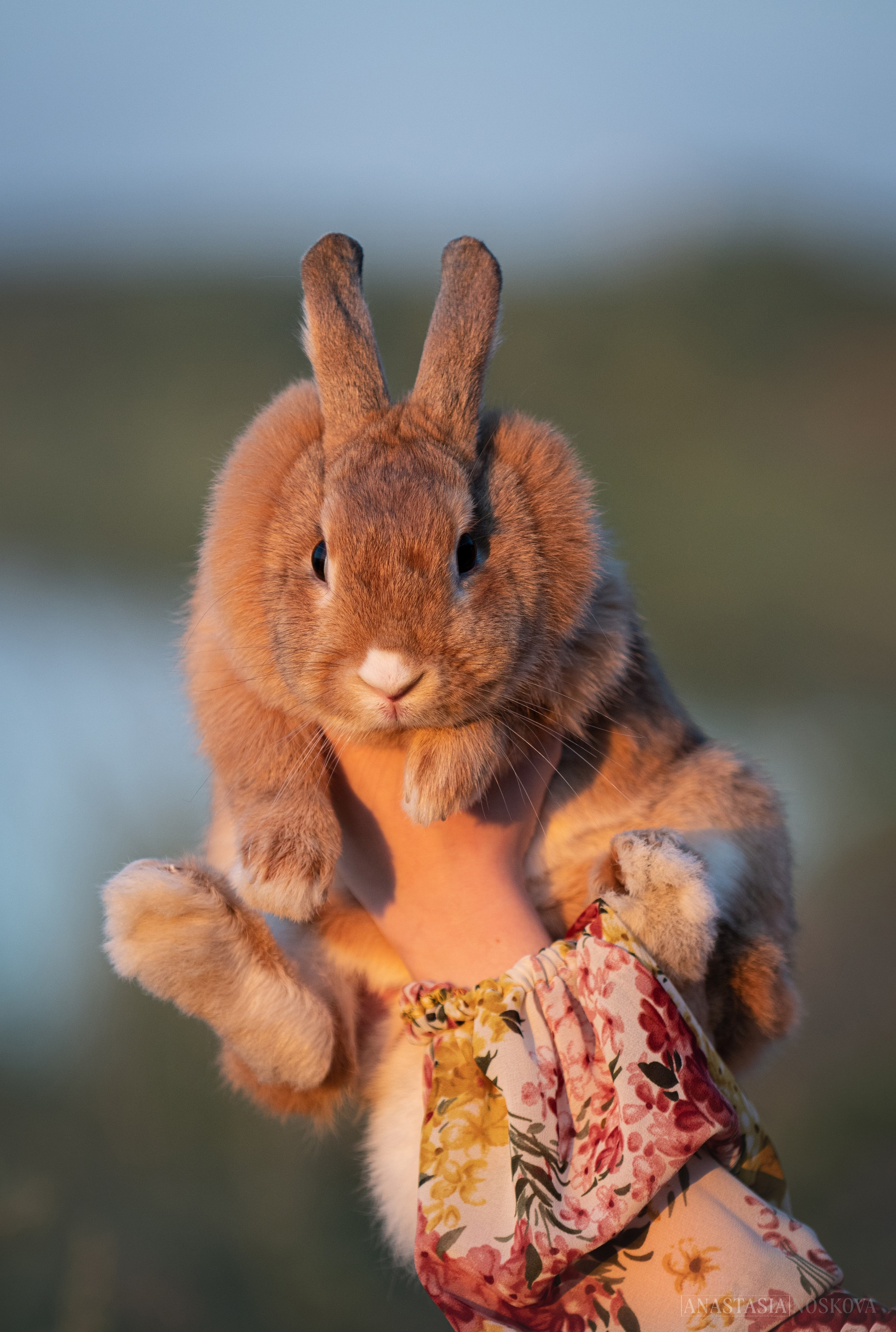 Елена и Персик