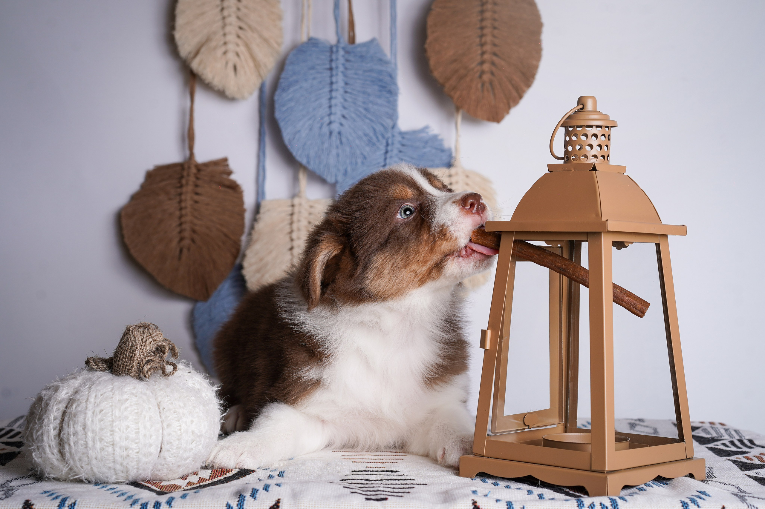 Щенки аусси. Фотограф-анималист в Санкт-Петербурге Яна Мартынова