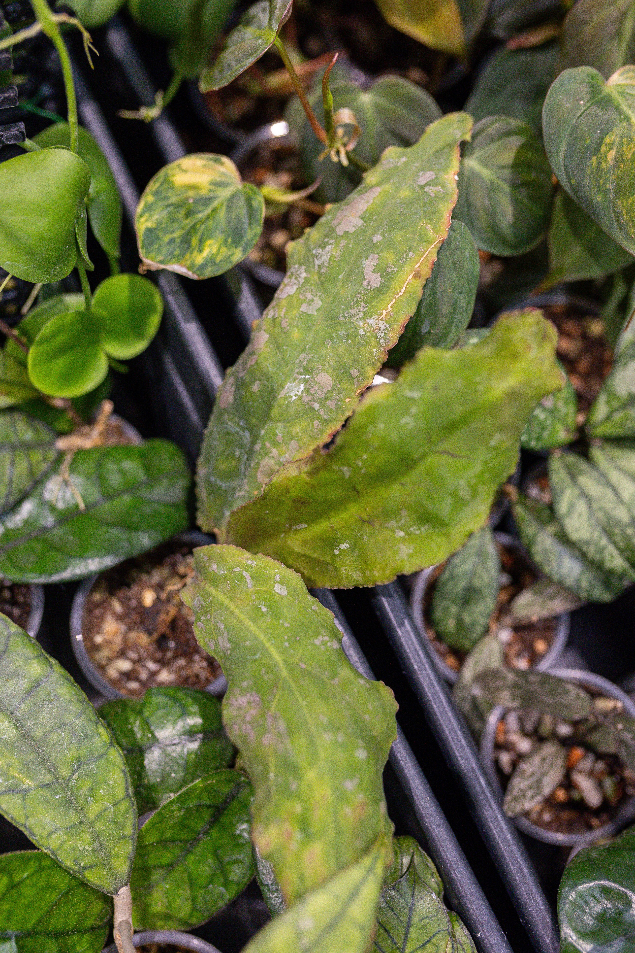 Ярмарка Green Rare 20.09.25. Александра Куликова фотограф, Москва