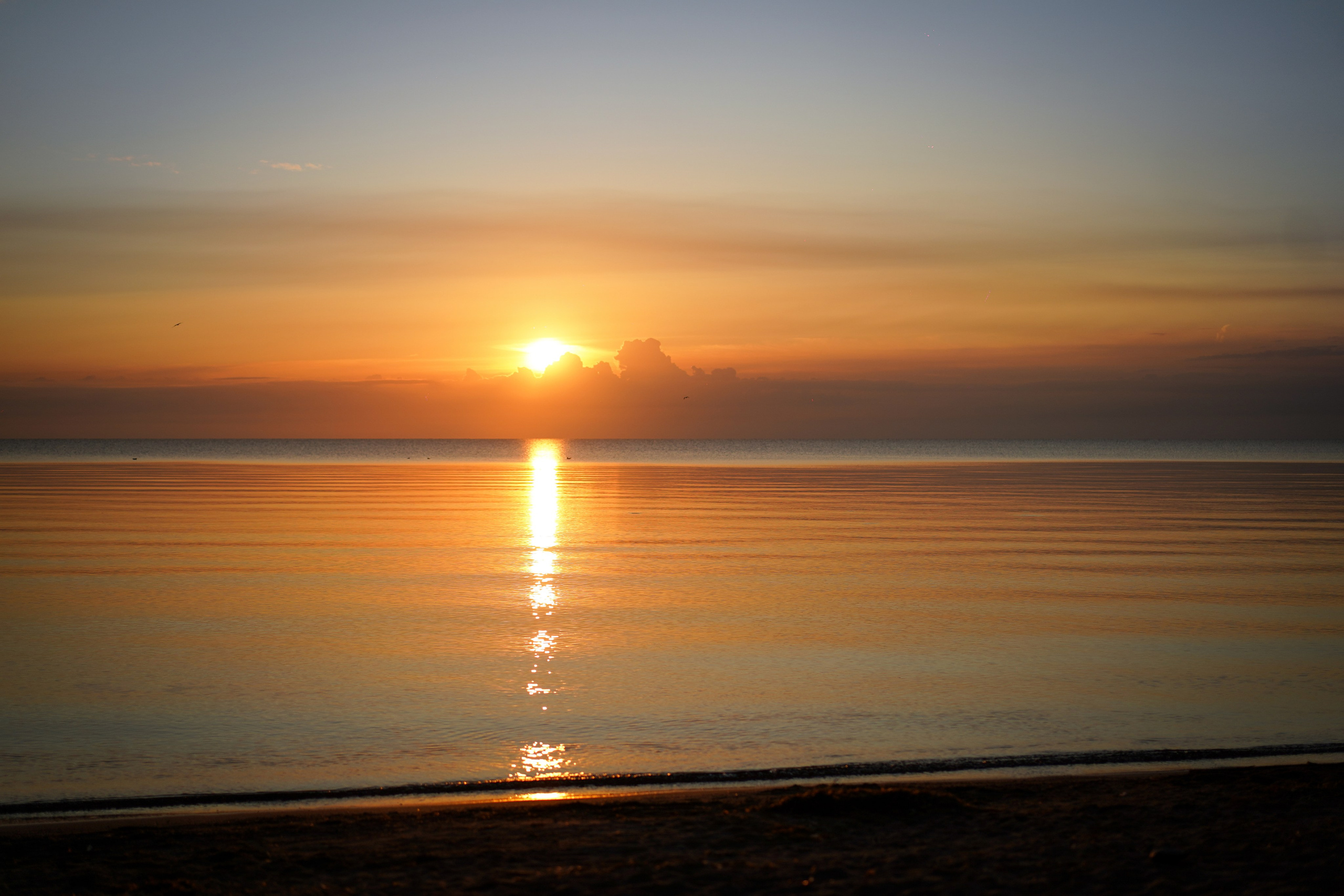 Таня и Оливер. Фотограф-анималист в Санкт-Петербурге Яна Мартынова