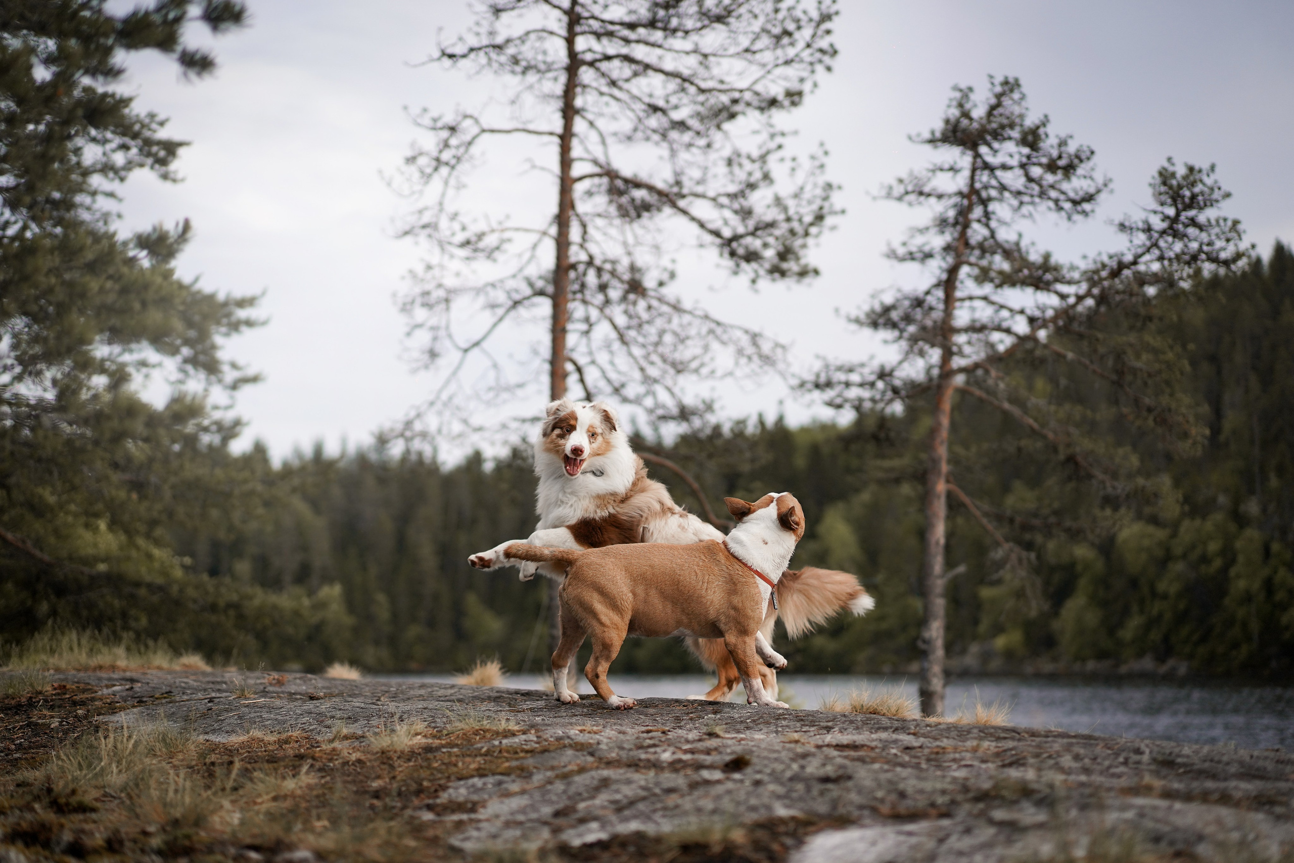 Панда и Юни в Карелии. Фотограф-анималист в Санкт-Петербурге Яна Мартынова