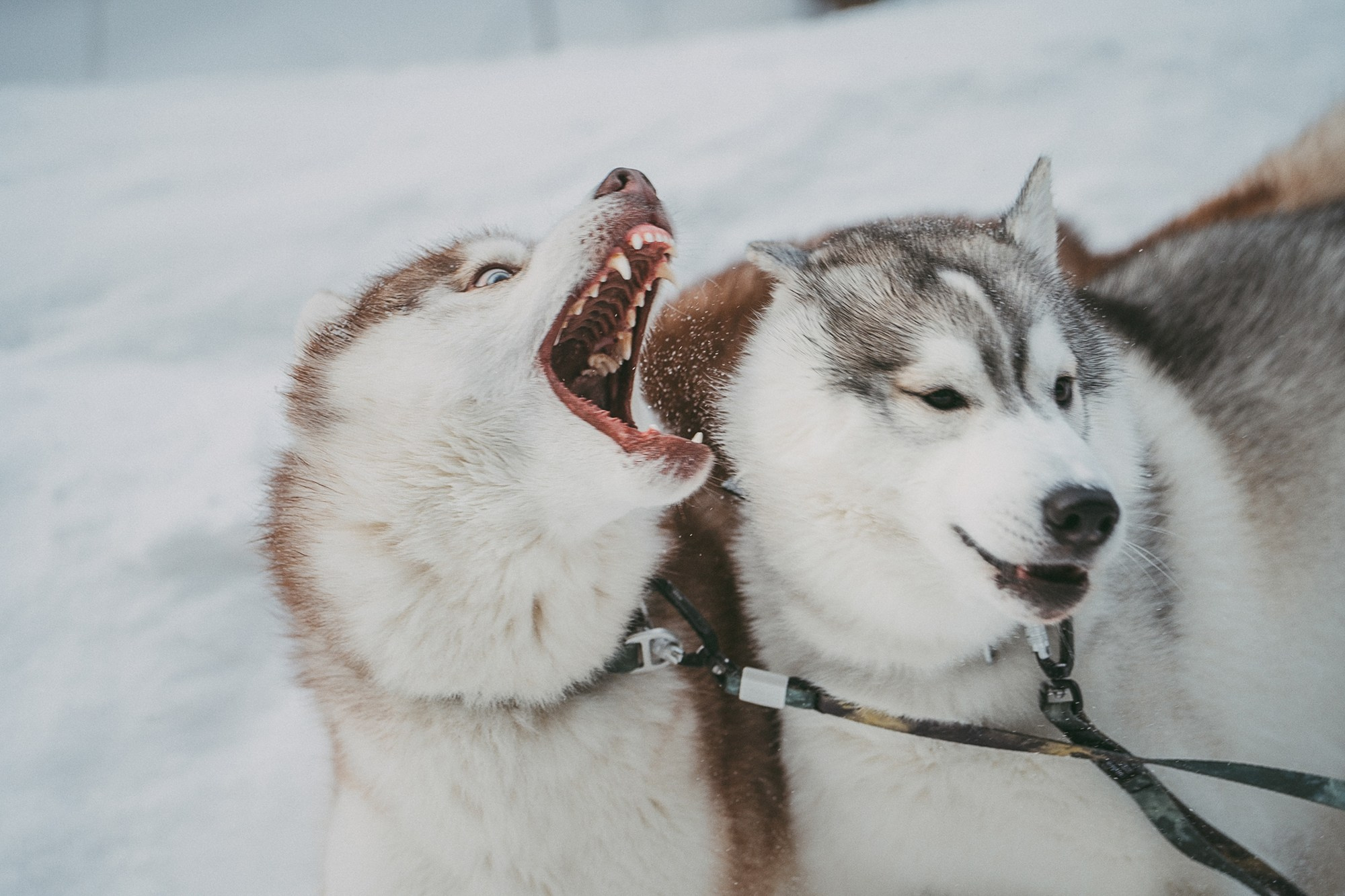 Полина, Уго и Пышка. Фотограф анималист в Москве и Санкт-Петербурге Свиридова Анна