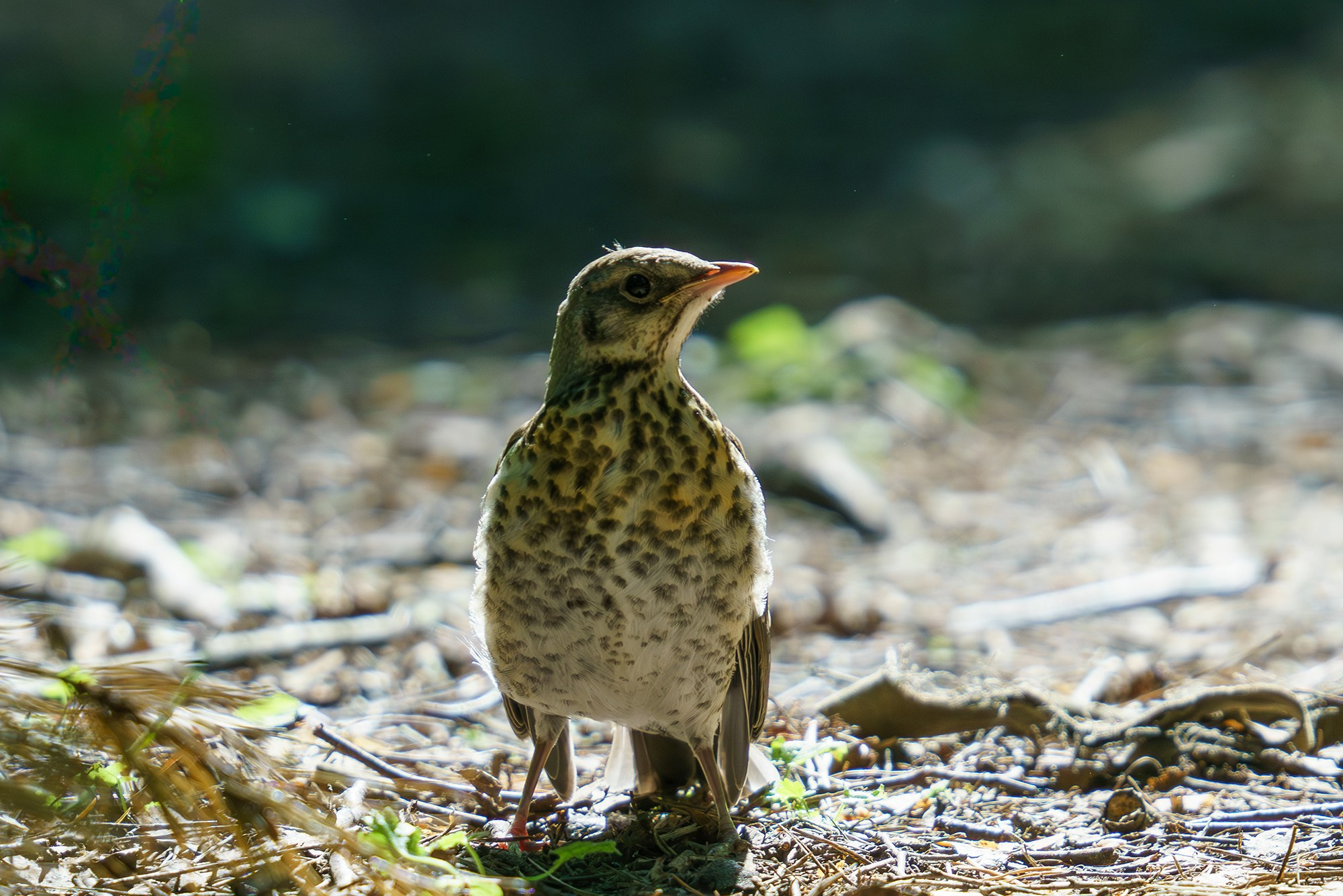 Удивительные мир птиц. Вокруг нас столько прекрасного — присмотритесь!. Ваш личный фотограф Марина Волкова