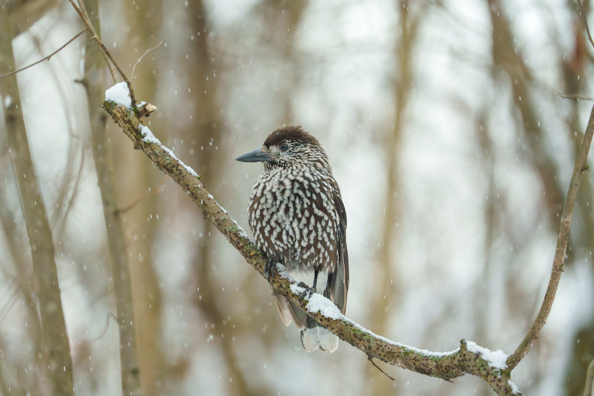 Удивительные мир птиц. Вокруг нас столько прекрасного — присмотритесь!. Ваш личный фотограф Марина Волкова