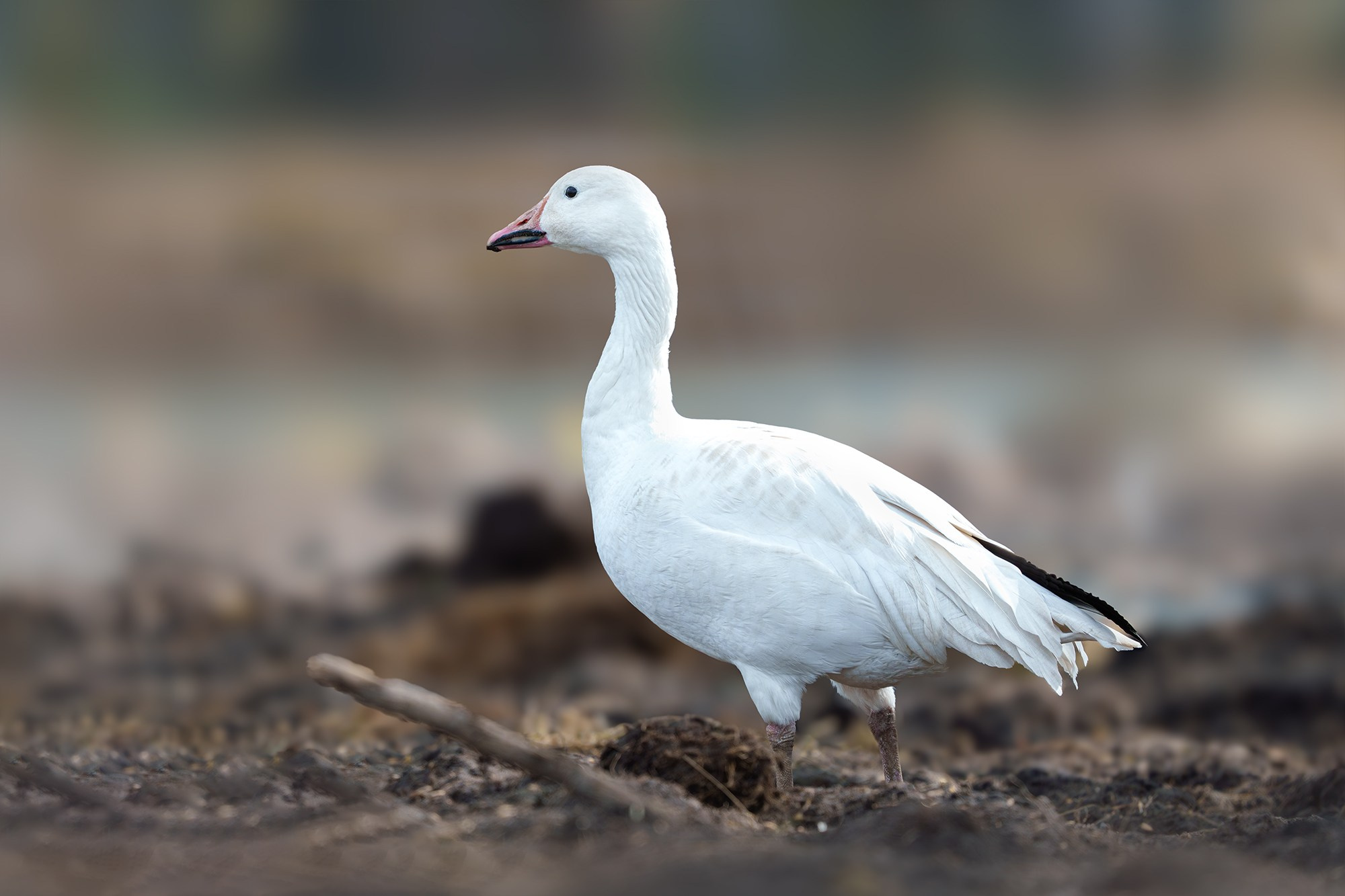 Удивительные мир птиц. Вокруг нас столько прекрасного — присмотритесь!. Ваш личный фотограф Марина Волкова