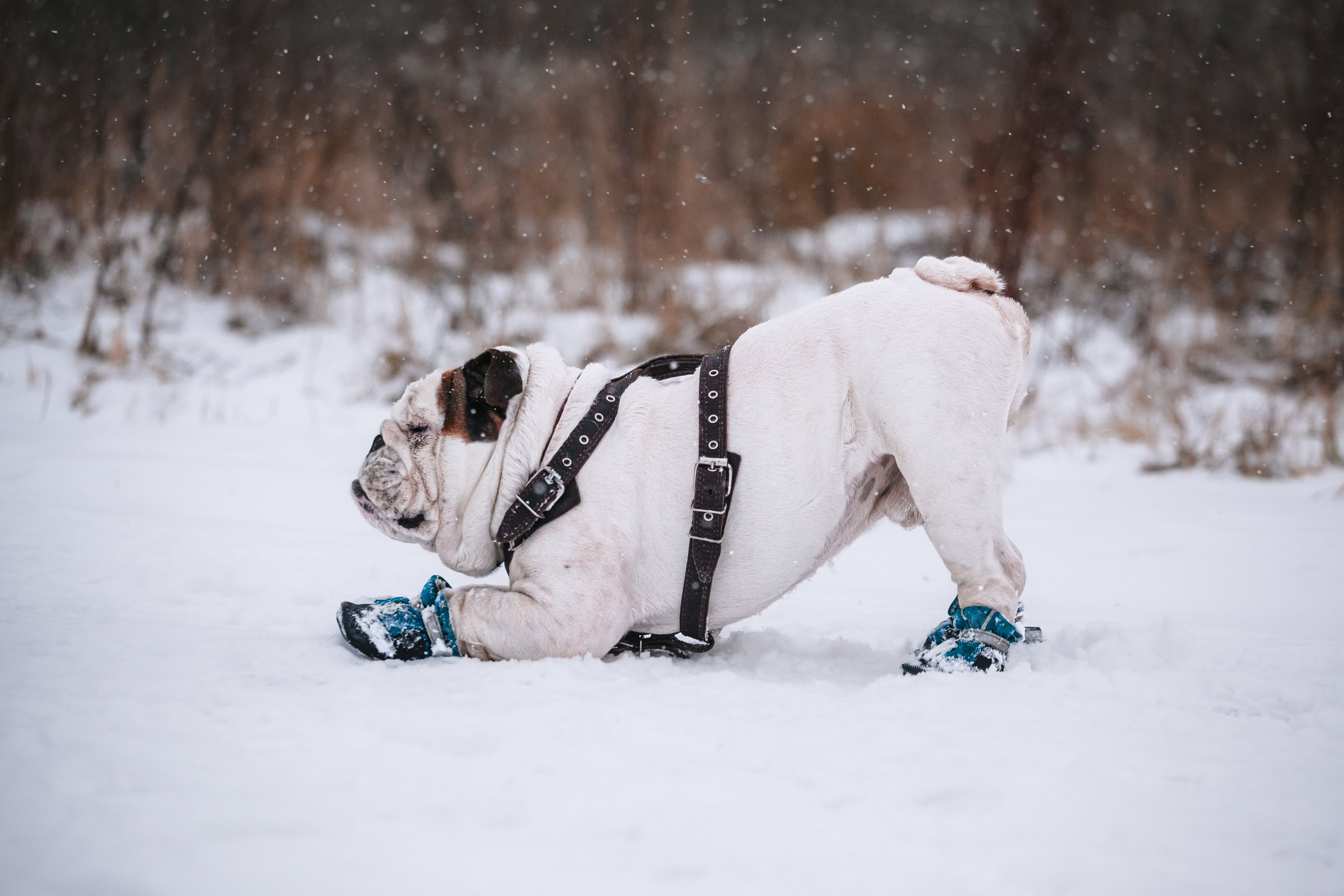 Фотограф-анималист Татьяна Степанова