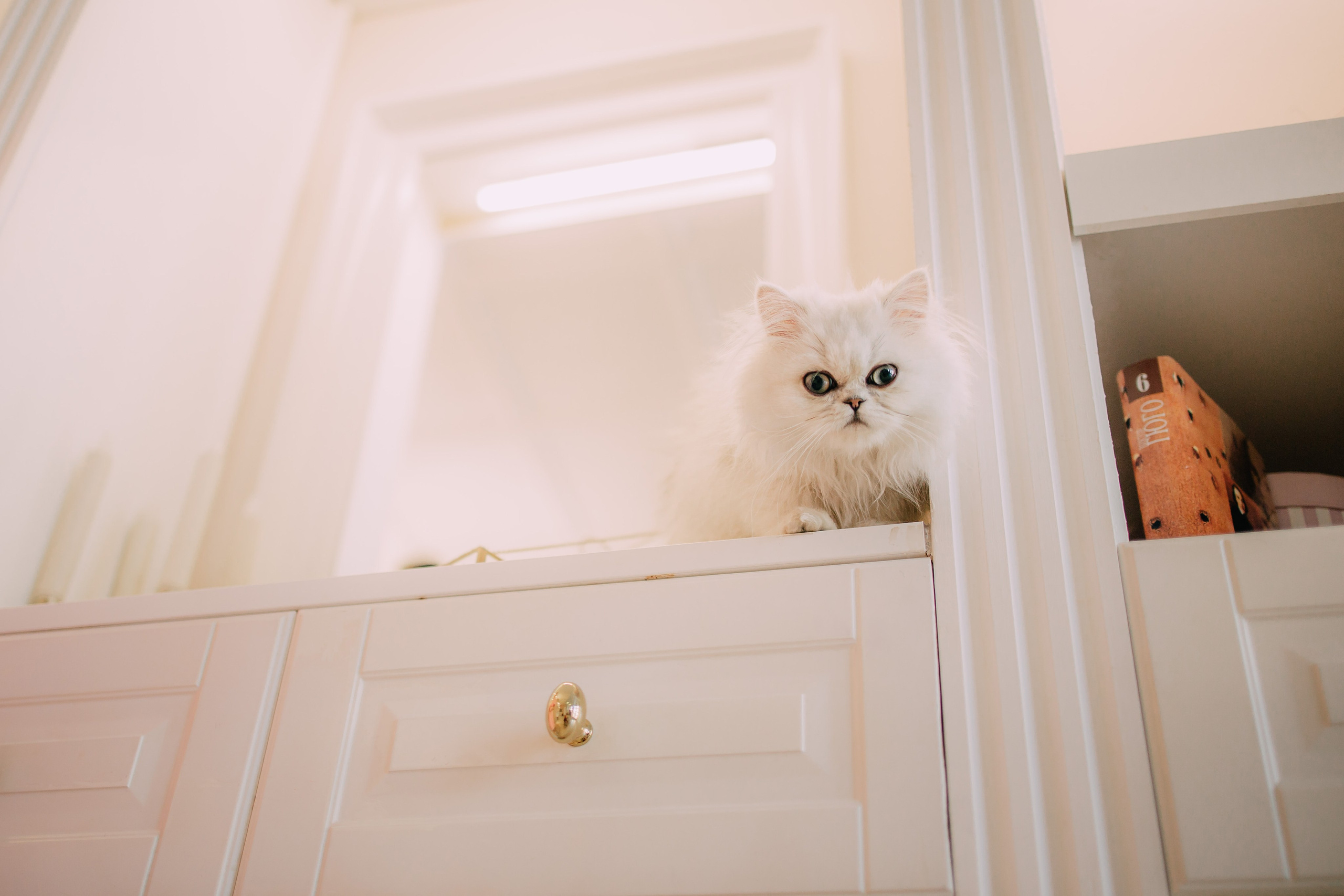 Султан, Мэй Мэй и Шанталь и их семья