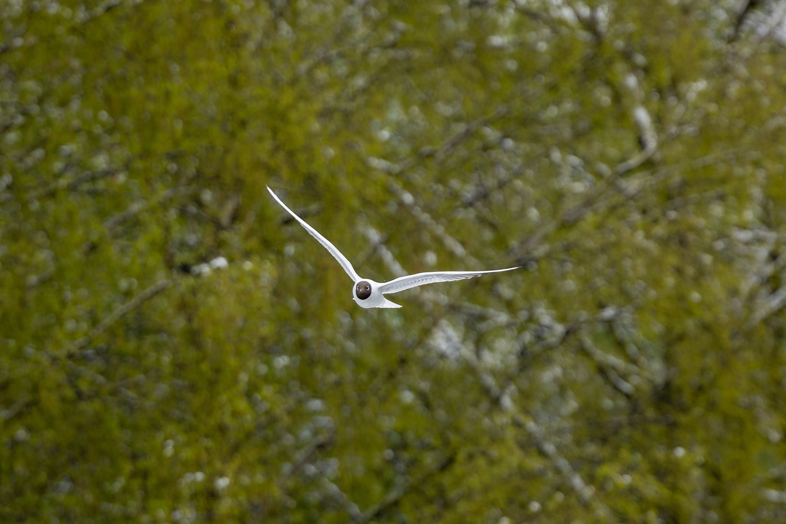 Птицы. Фотограф Владимир Охрименко