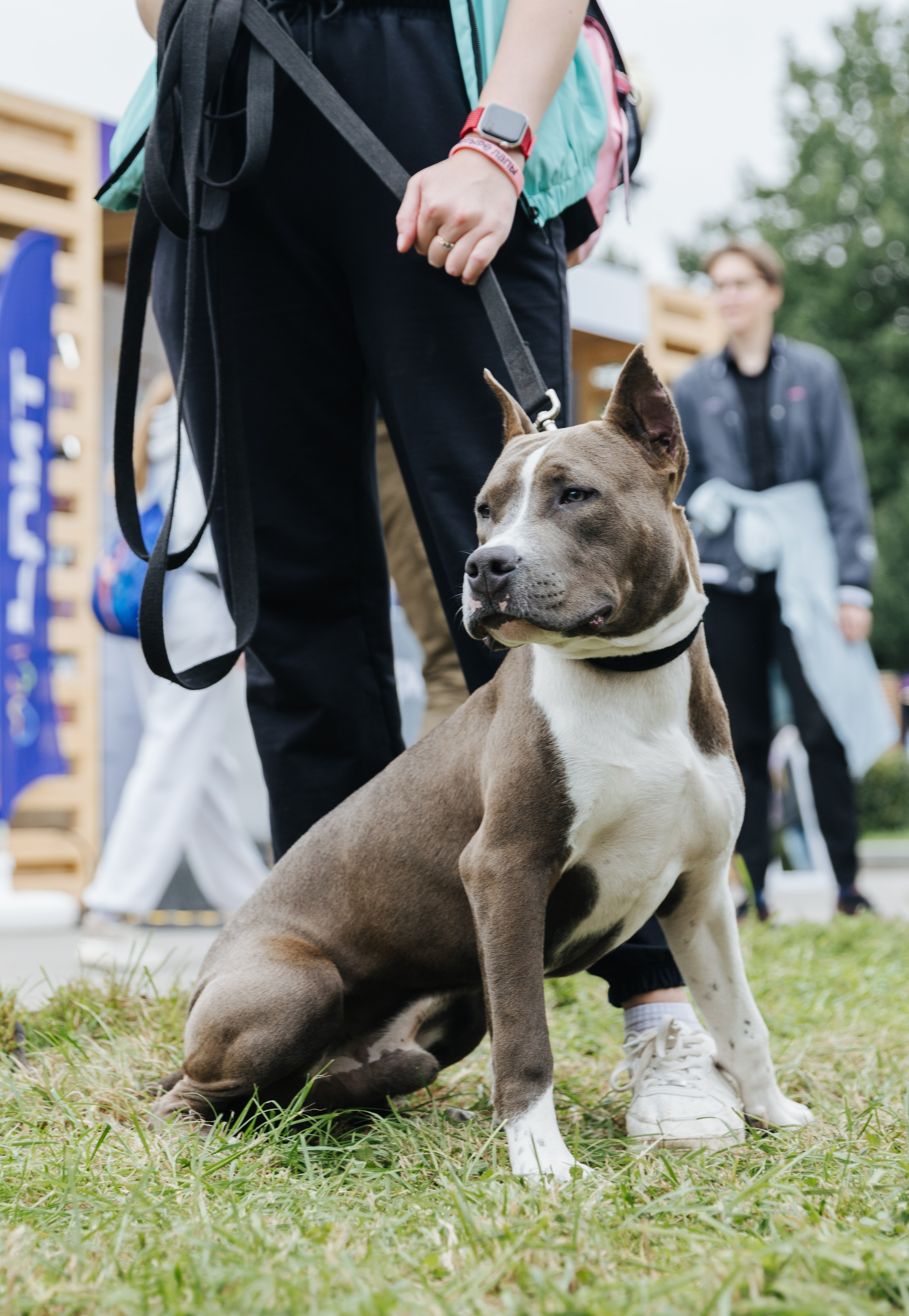 Хвостатый репортаж. Аксана Лисовская фотограф в Москве. Фотографии с характером