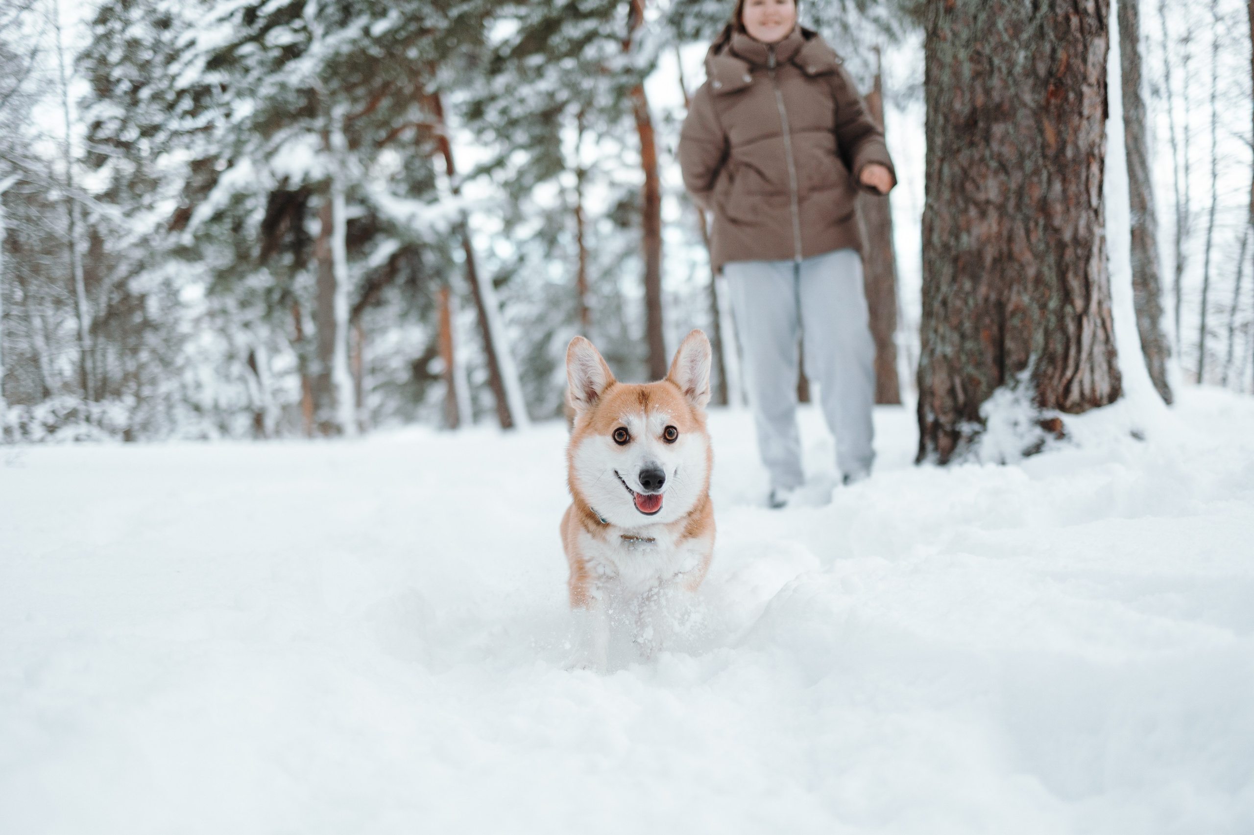 Оливка и ее семья. Фотограф — Анималист | Санкт-Петербург