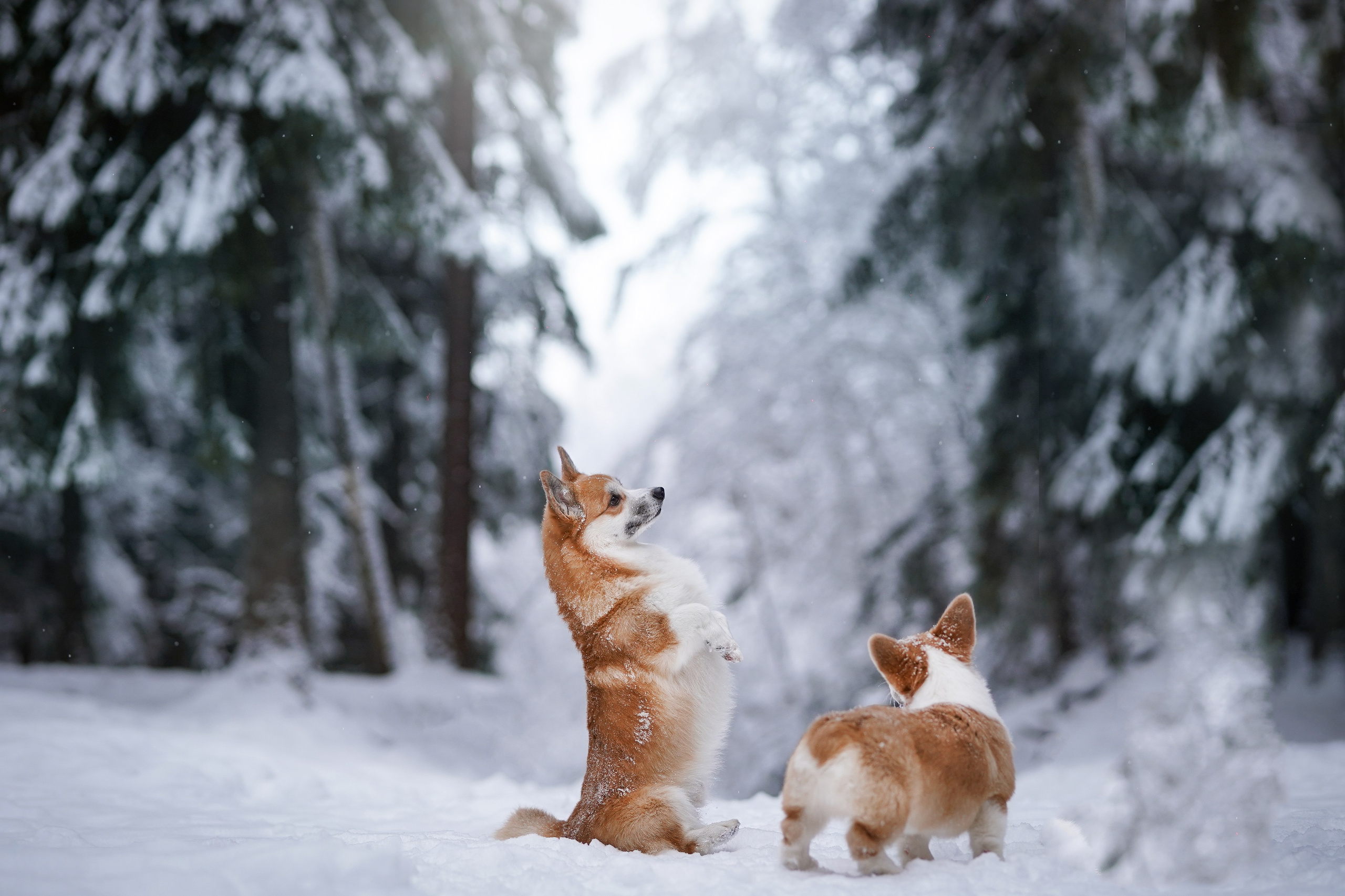Катя Рокки и Честер. Фотограф-анималист в Санкт-Петербурге Яна Мартынова