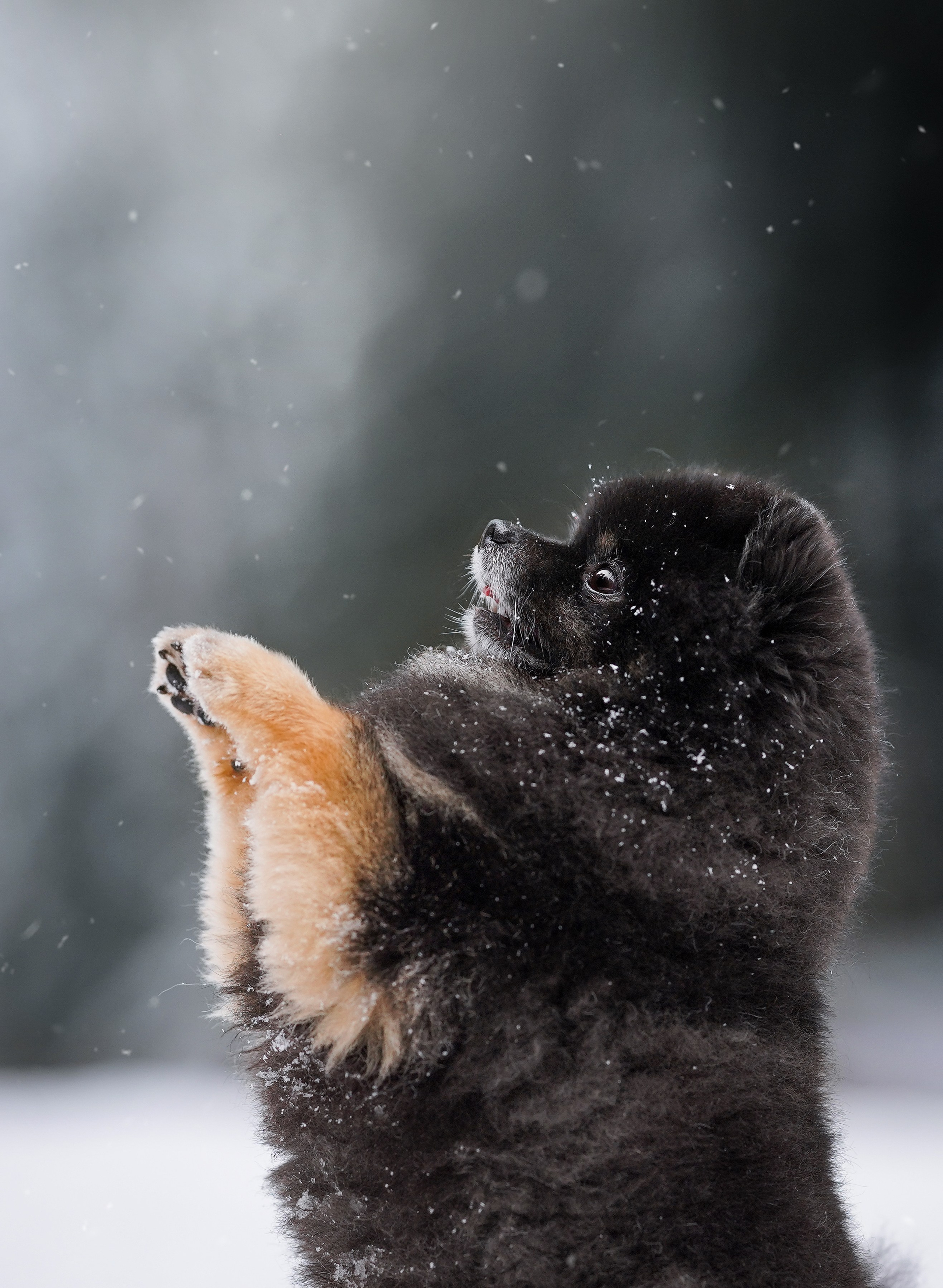 Бенчи и Арчи. Фотограф-анималист в Санкт-Петербурге Яна Мартынова
