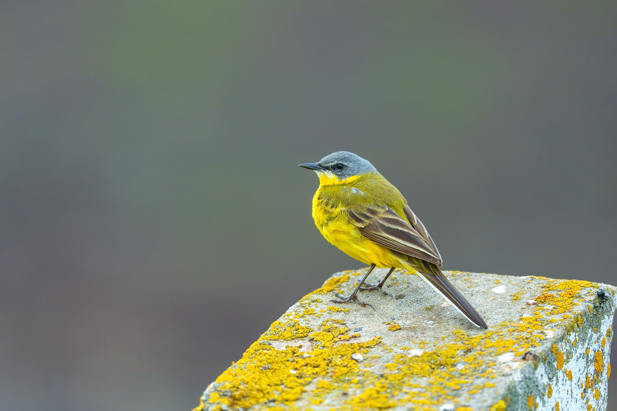 Удивительные мир птиц. Вокруг нас столько прекрасного — присмотритесь!. Ваш личный фотограф Марина Волкова