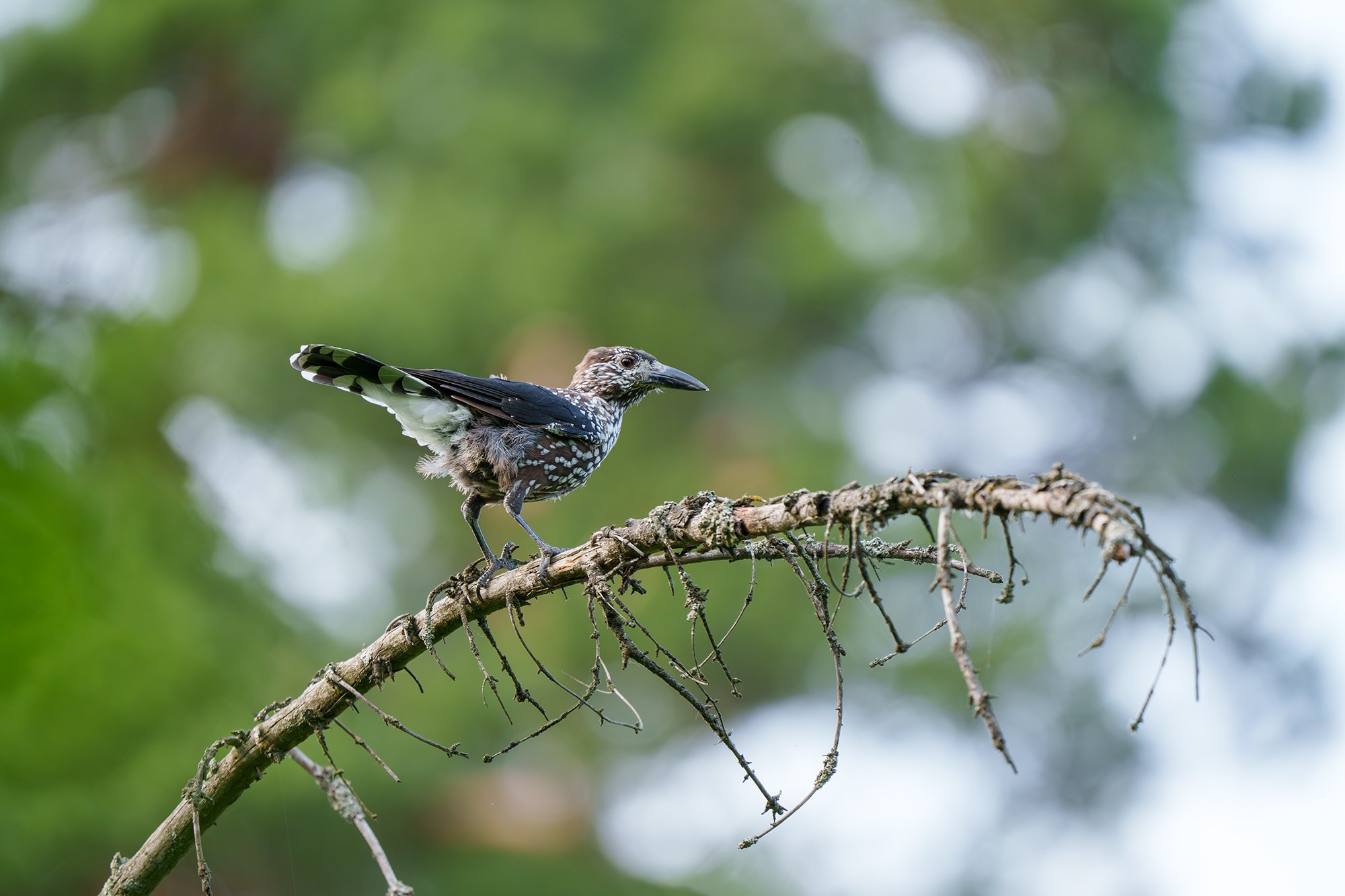 Удивительные мир птиц. Вокруг нас столько прекрасного — присмотритесь!. Ваш личный фотограф Марина Волкова