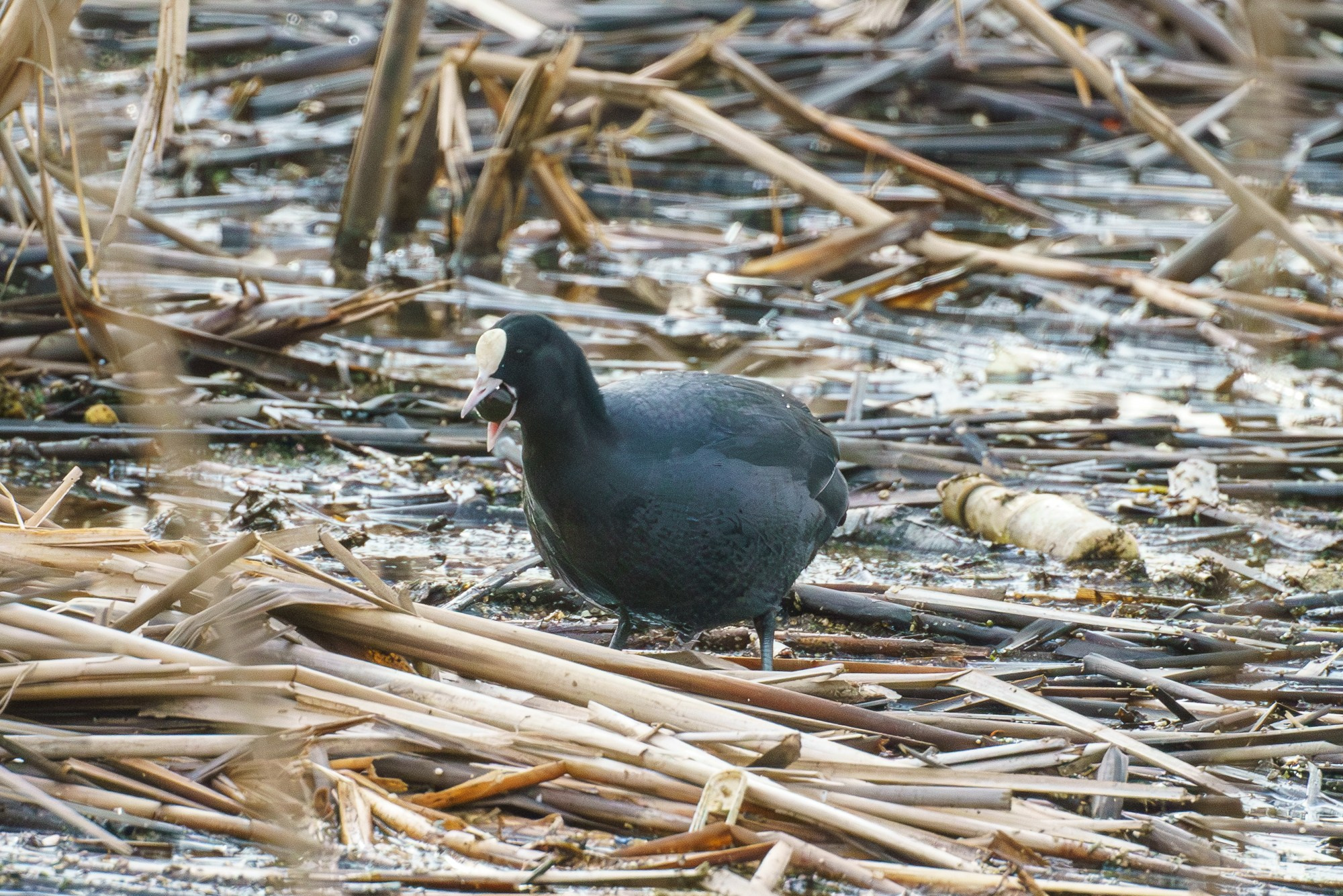 Удивительные мир птиц. Вокруг нас столько прекрасного — присмотритесь!. Ваш личный фотограф Марина Волкова
