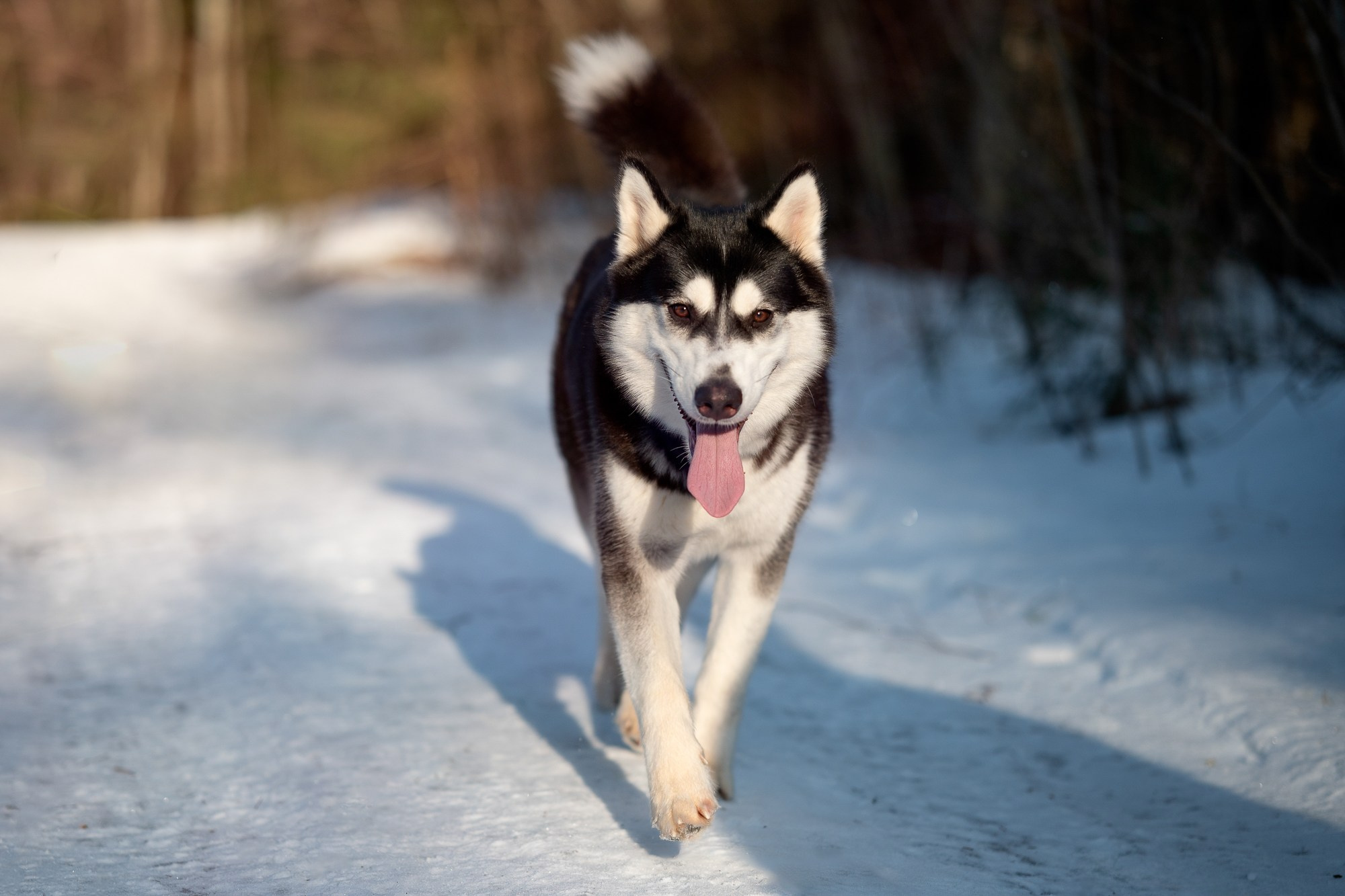 Прогулка в лесу. Творческий фотограф Вологда