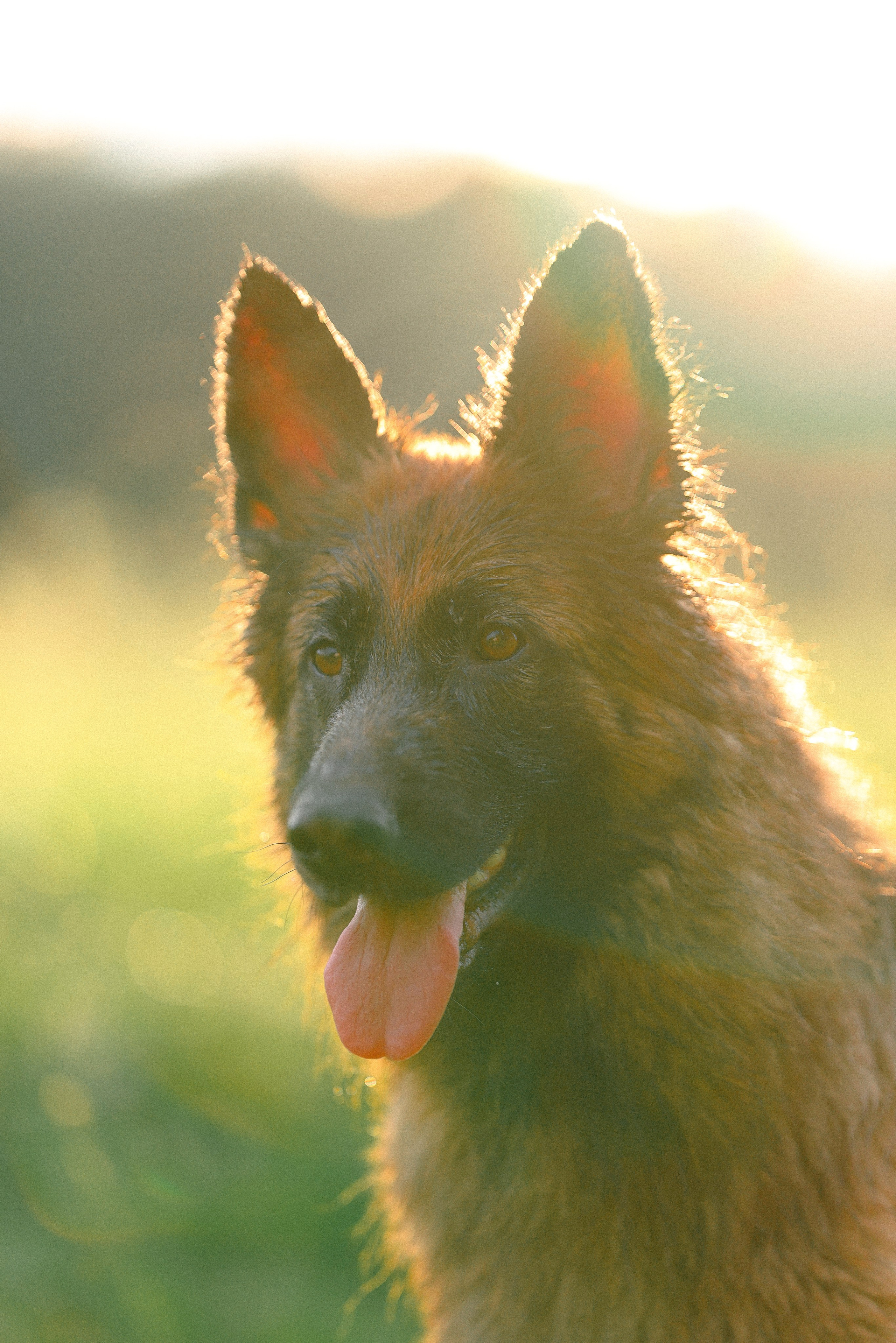 Алена, Фанни и Фрея. Фотограф и видеограф анималист Аганина Дарья
