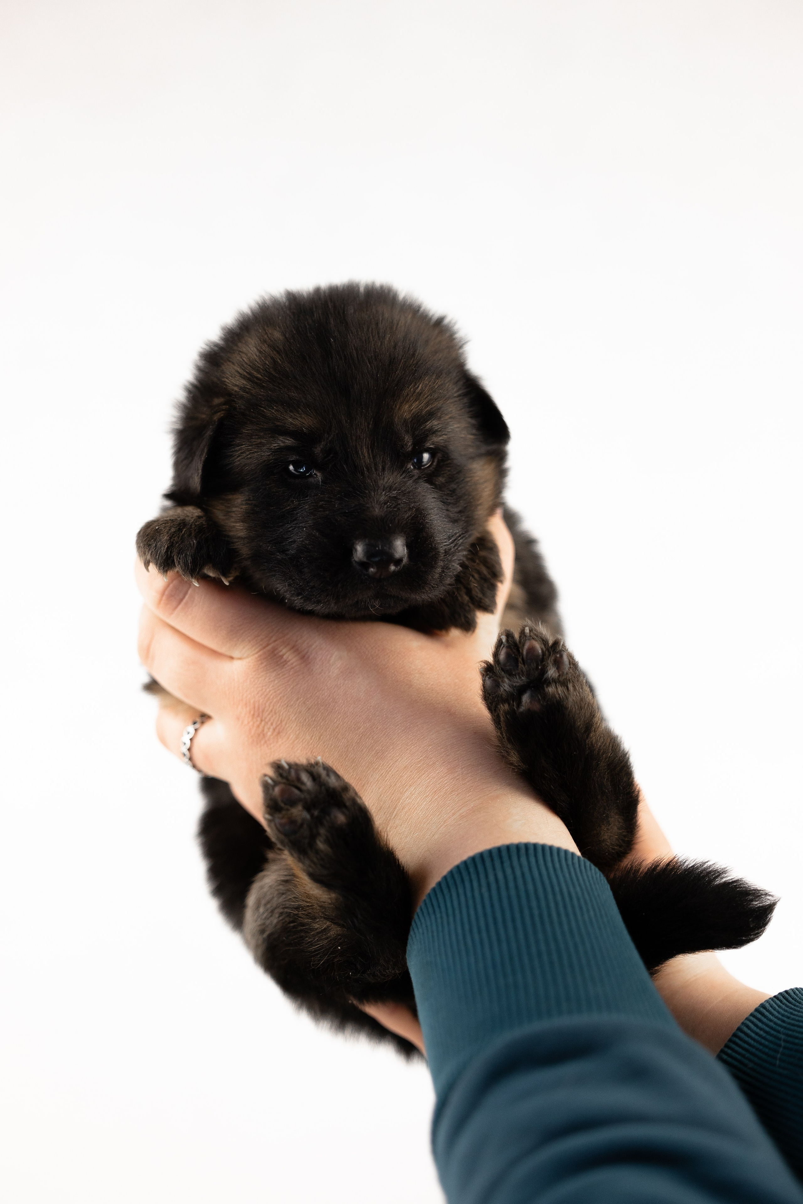 Немецкая овчарка. Фотограф и видеограф анималист Аганина Дарья