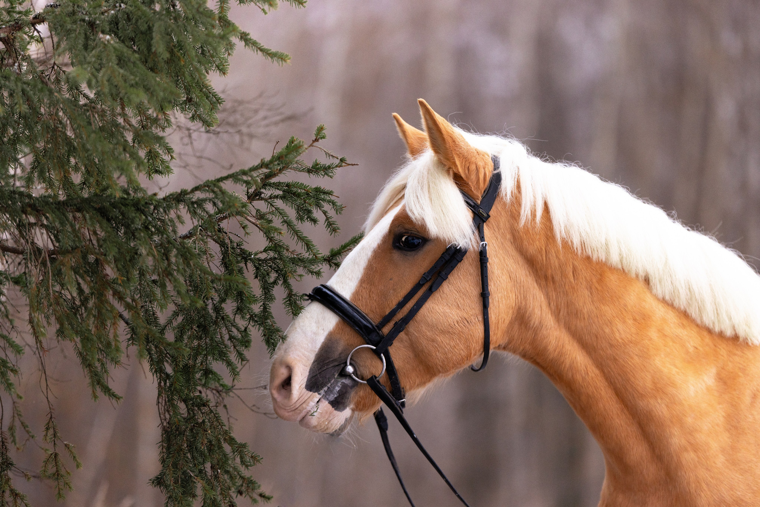 Бейкер. Фотограф и видеограф анималист Аганина Дарья