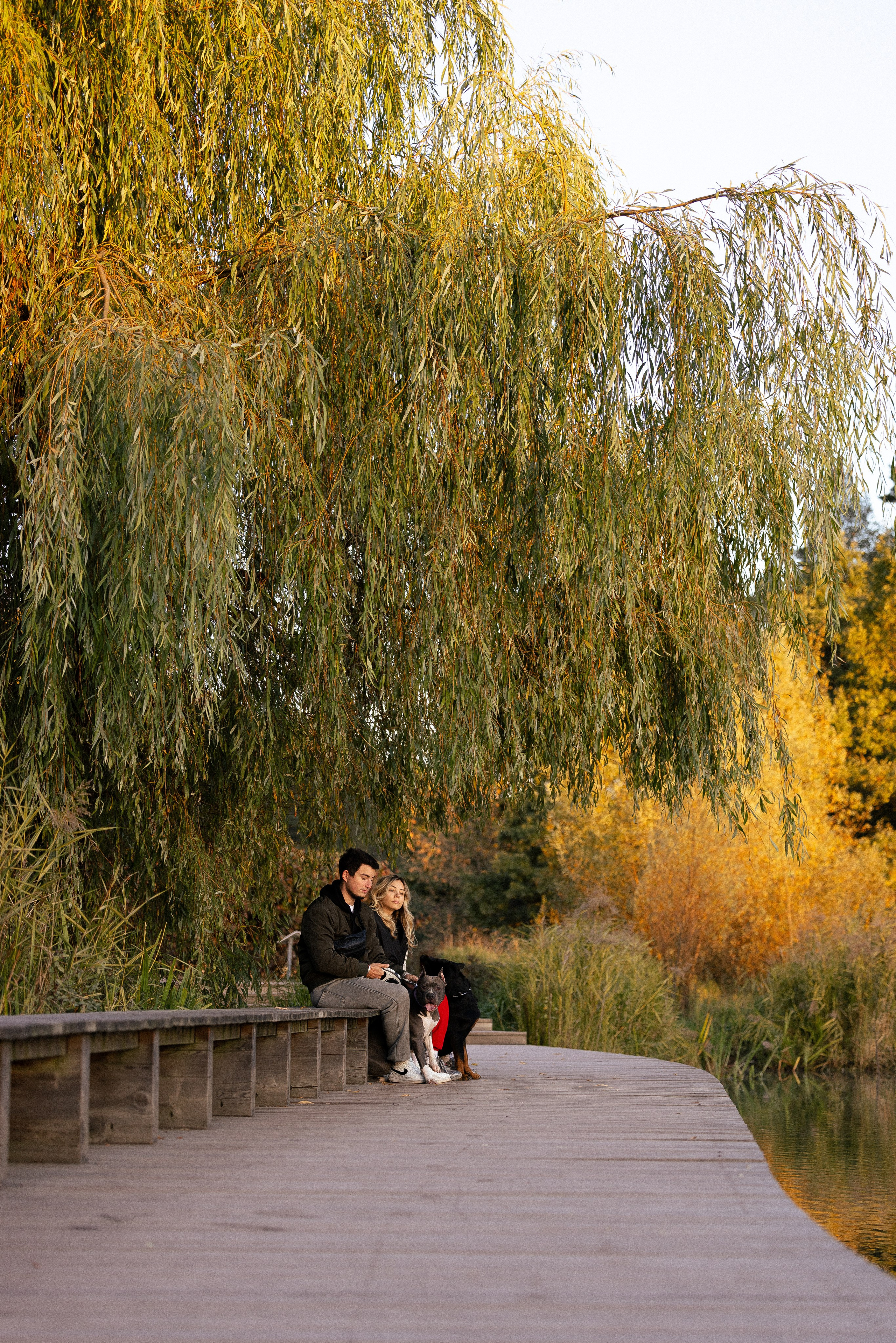 Катя, Леша, Лея и Трой. Фотограф и видеограф анималист Аганина Дарья
