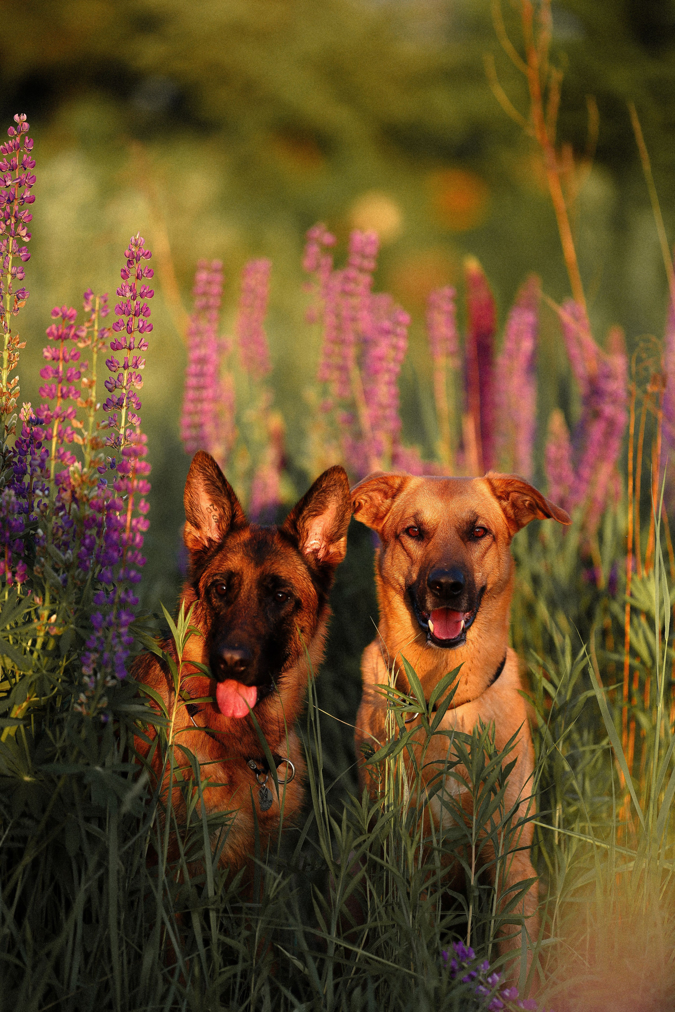 Тео и Гуччи. Фотограф и видеограф анималист Аганина Дарья