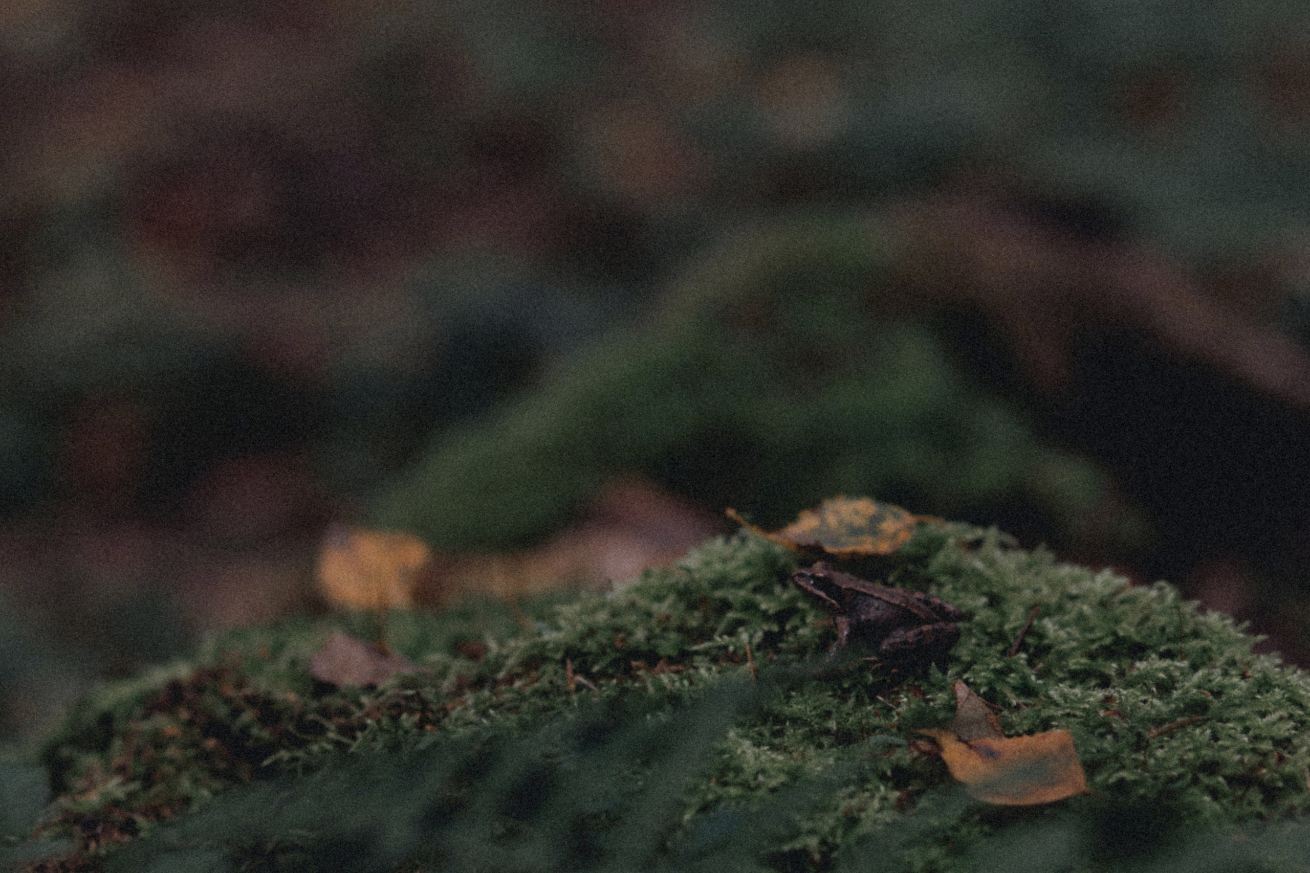 Оля и Коля. Фотограф Павел Михеев