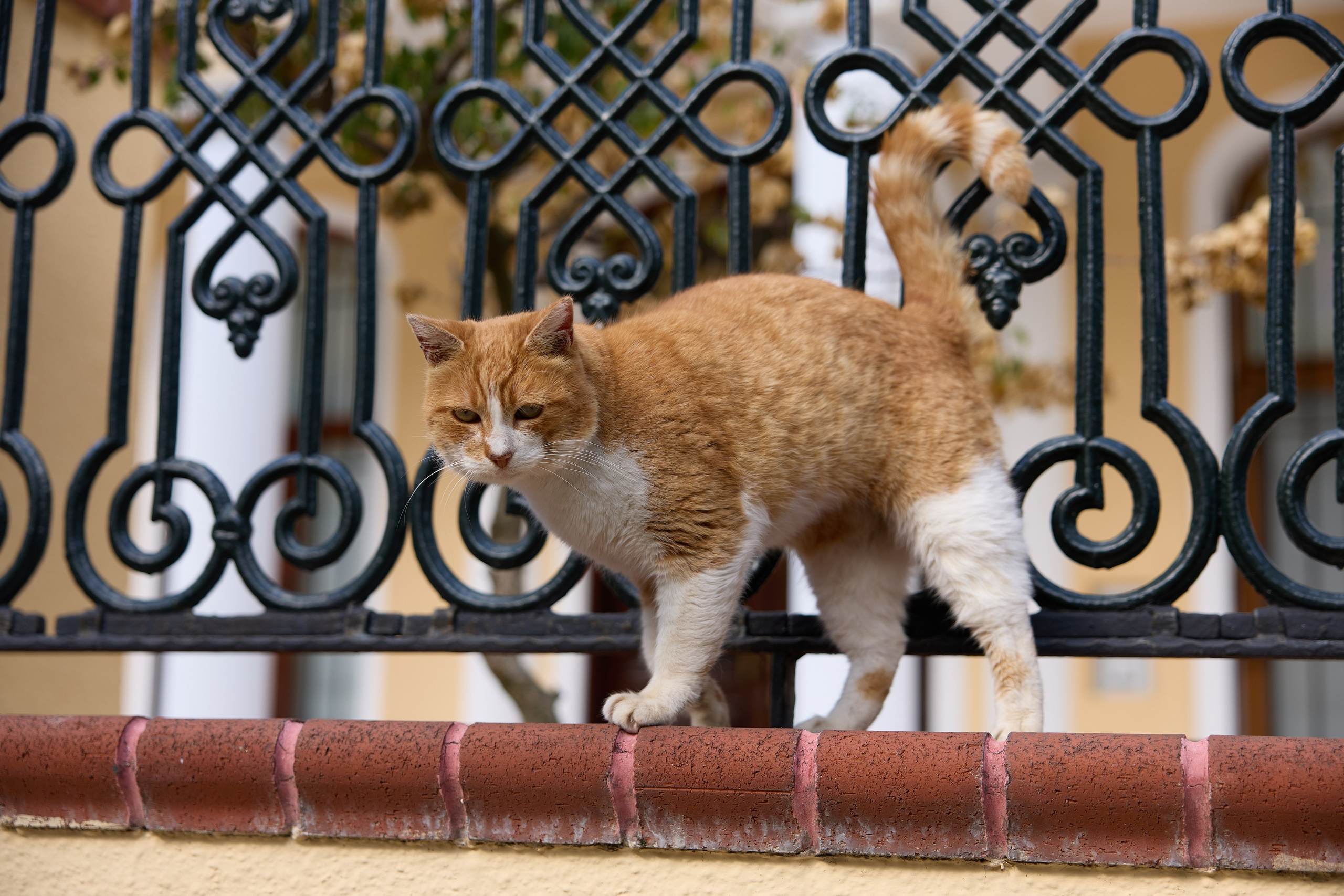 Стамбул 24. Фотограф Москва, Дима Пеллер