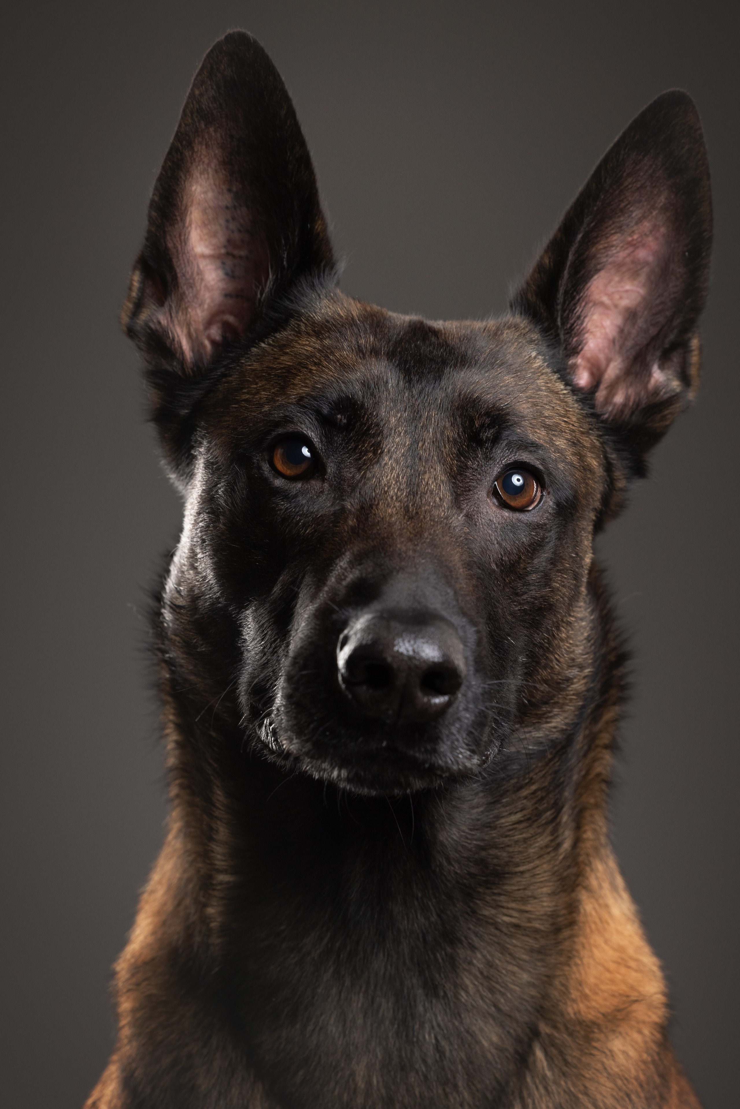 Рики и Гаруда. Фотограф анималист Осипчикова Мария