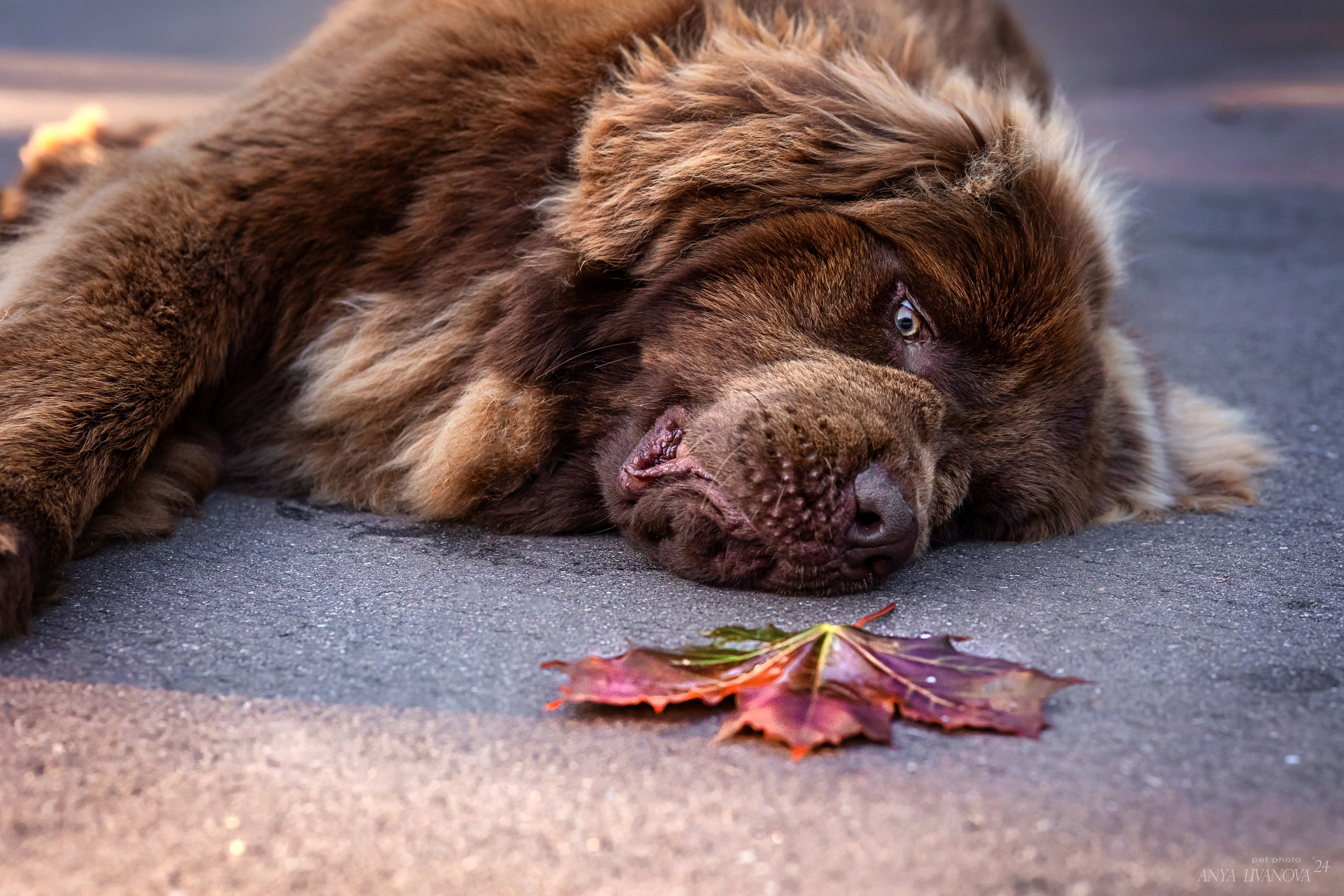 Маша — Мила — Миша. Фотограф анималист Аня Ливанова | Рыбинск