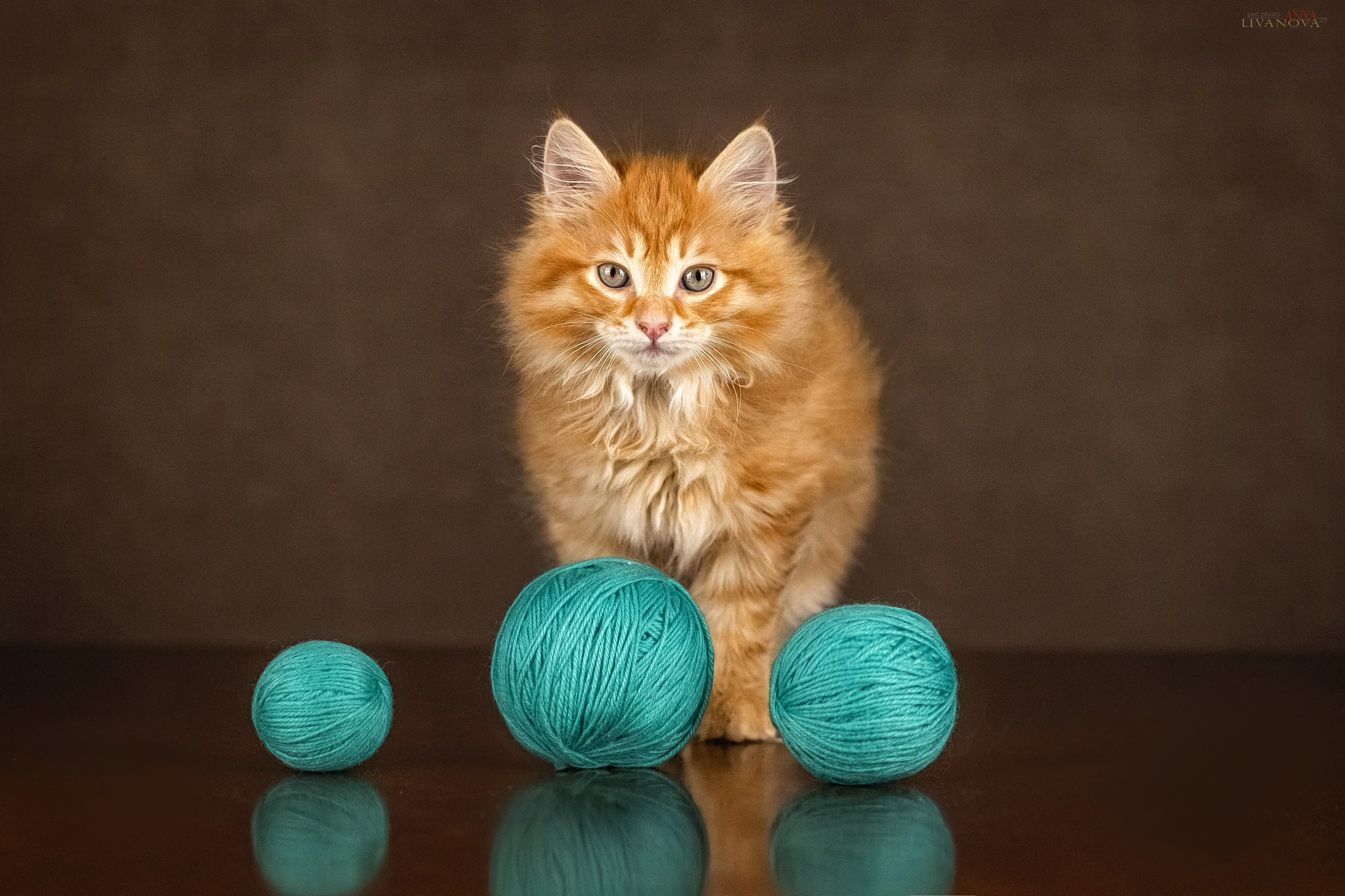 Бобтейлы. Фотограф анималист Аня Ливанова | Рыбинск