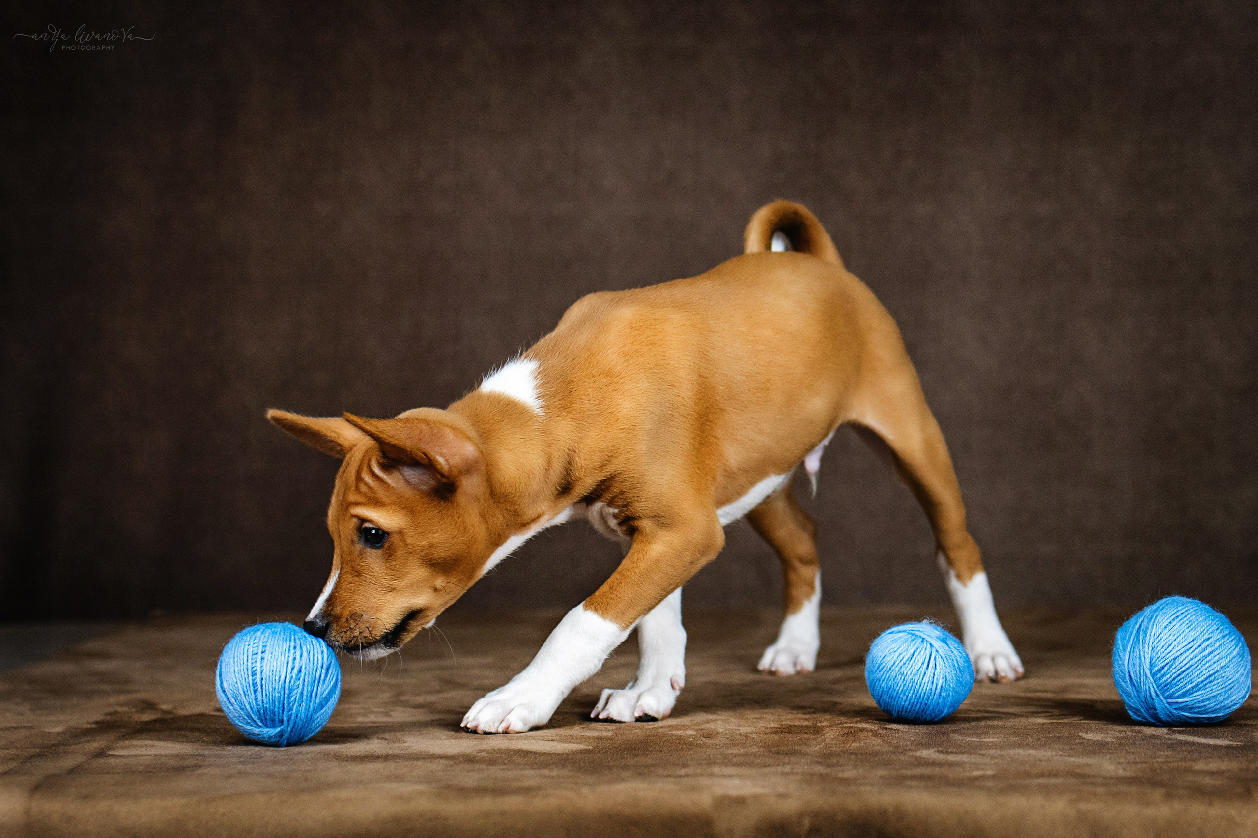 Басенджи. Фотограф анималист Аня Ливанова | Рыбинск