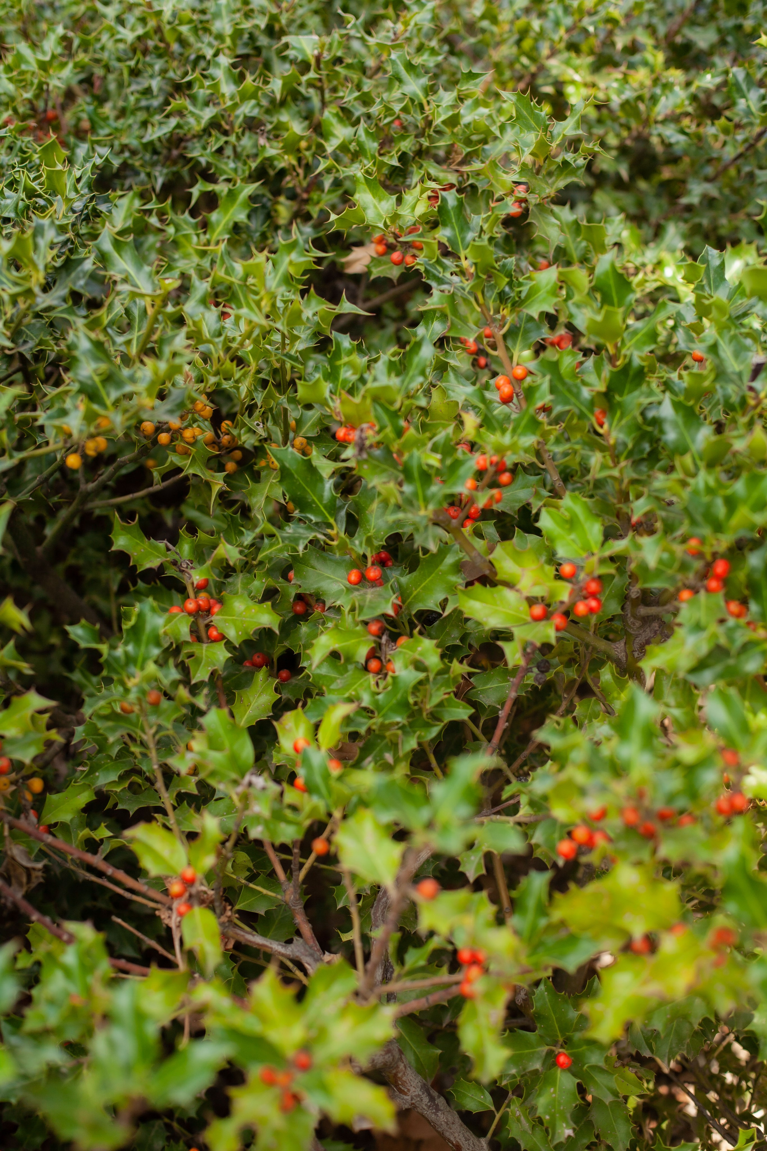 Парк Галицкого